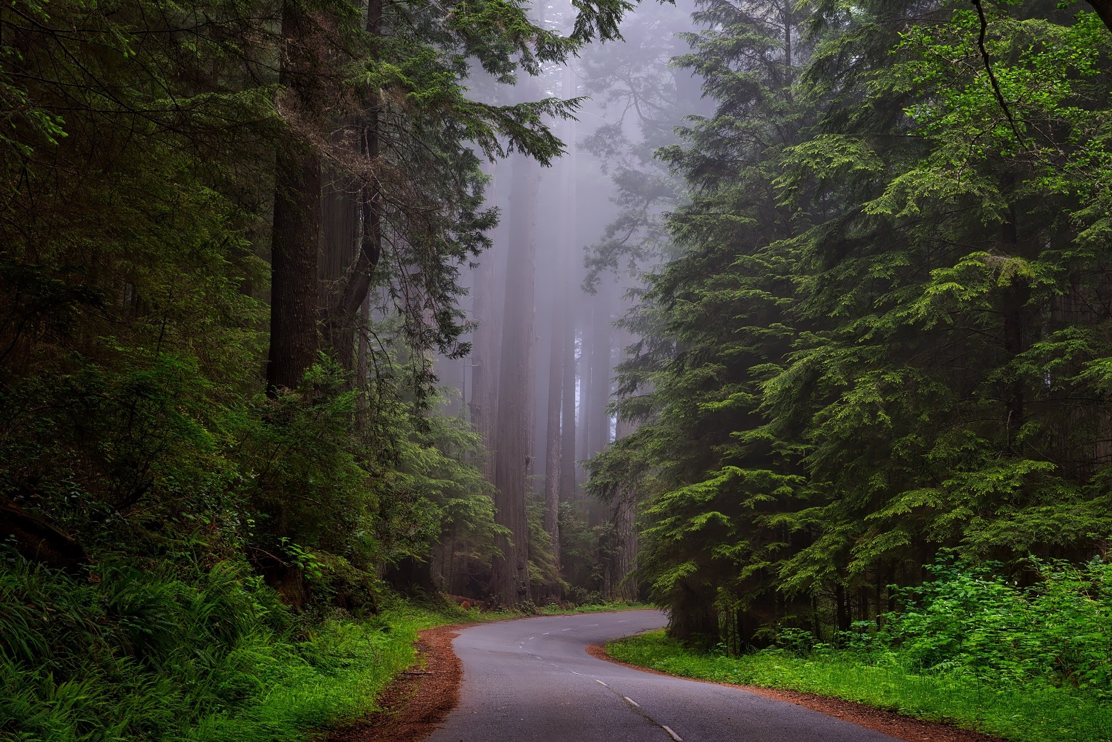 redwood national park california hdr landscape 4k, HD Wallpaper