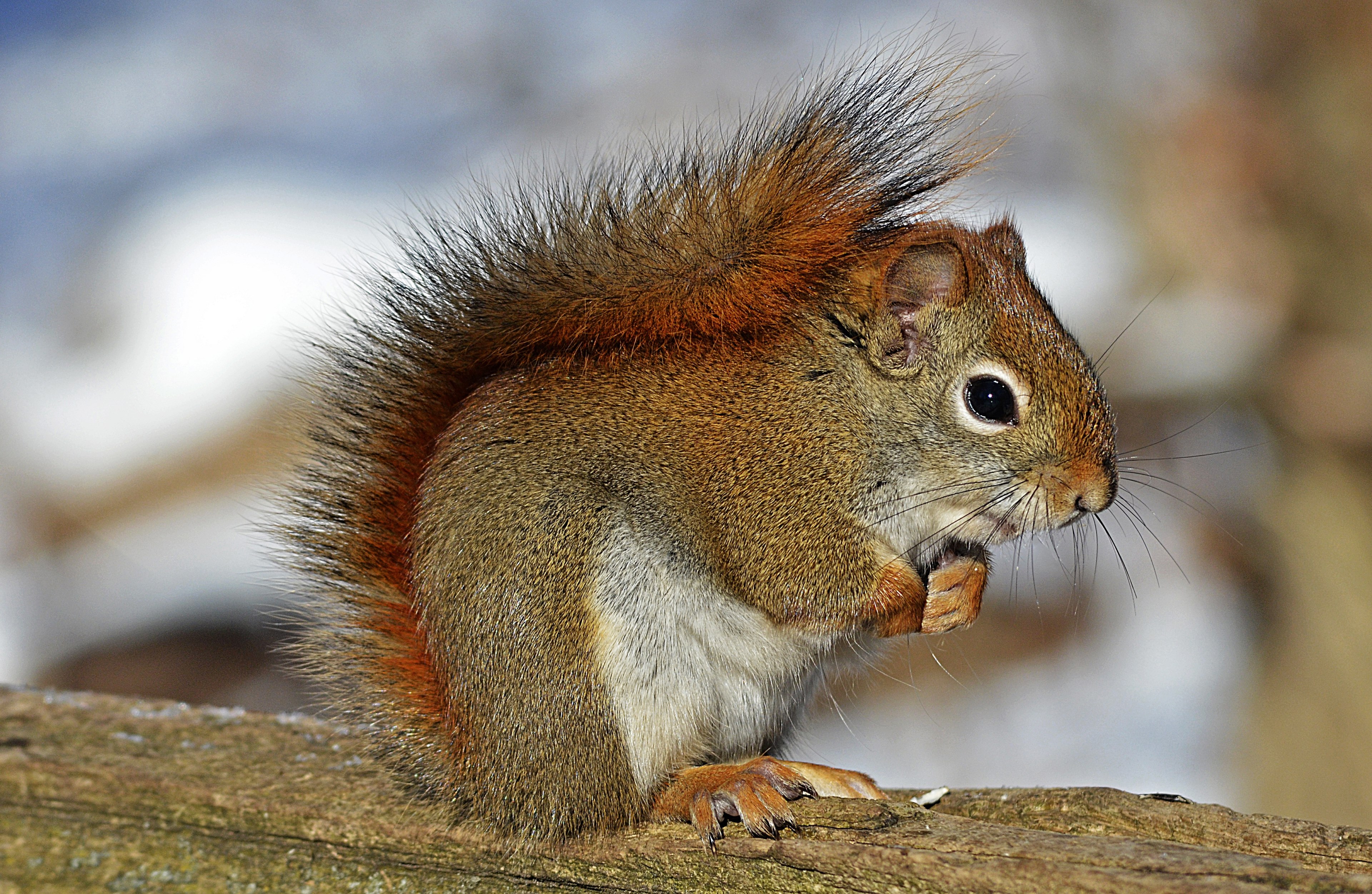 red squirrel rodent nature wildlife animal 4k, HD Wallpaper