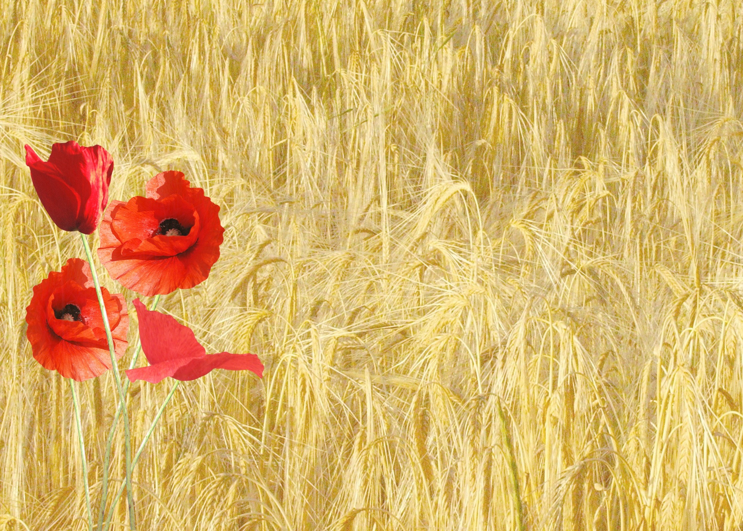 red poppy papaver rhoeas corn field nature plants 4k, HD Wallpaper