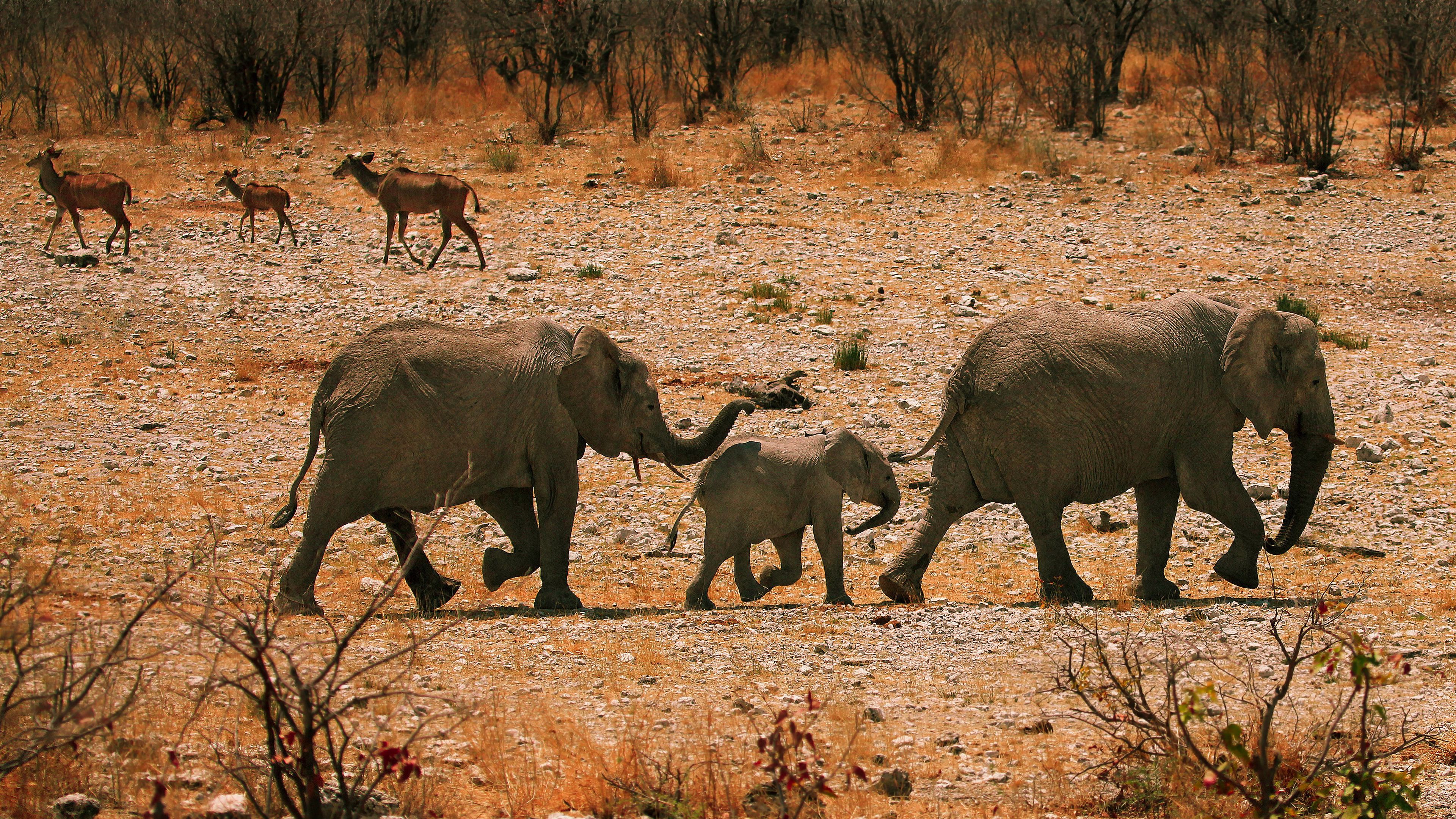 elephants, family, walk, sand, rocks, bushes, 4k, HD Wallpaper