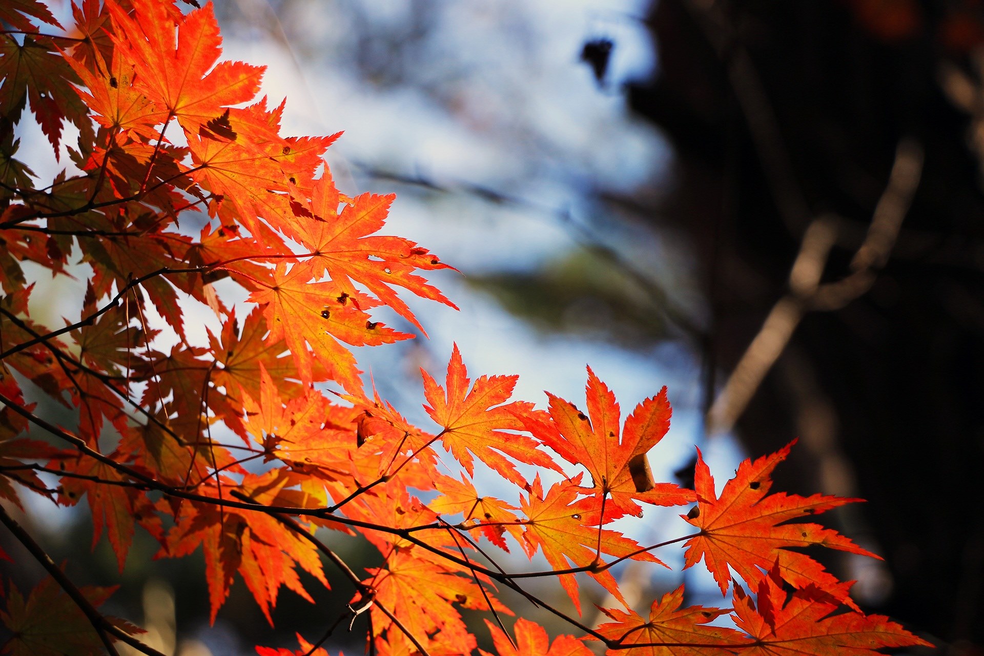 red maple leaf autumn autumn leaves wood the leaves 4k, HD Wallpaper