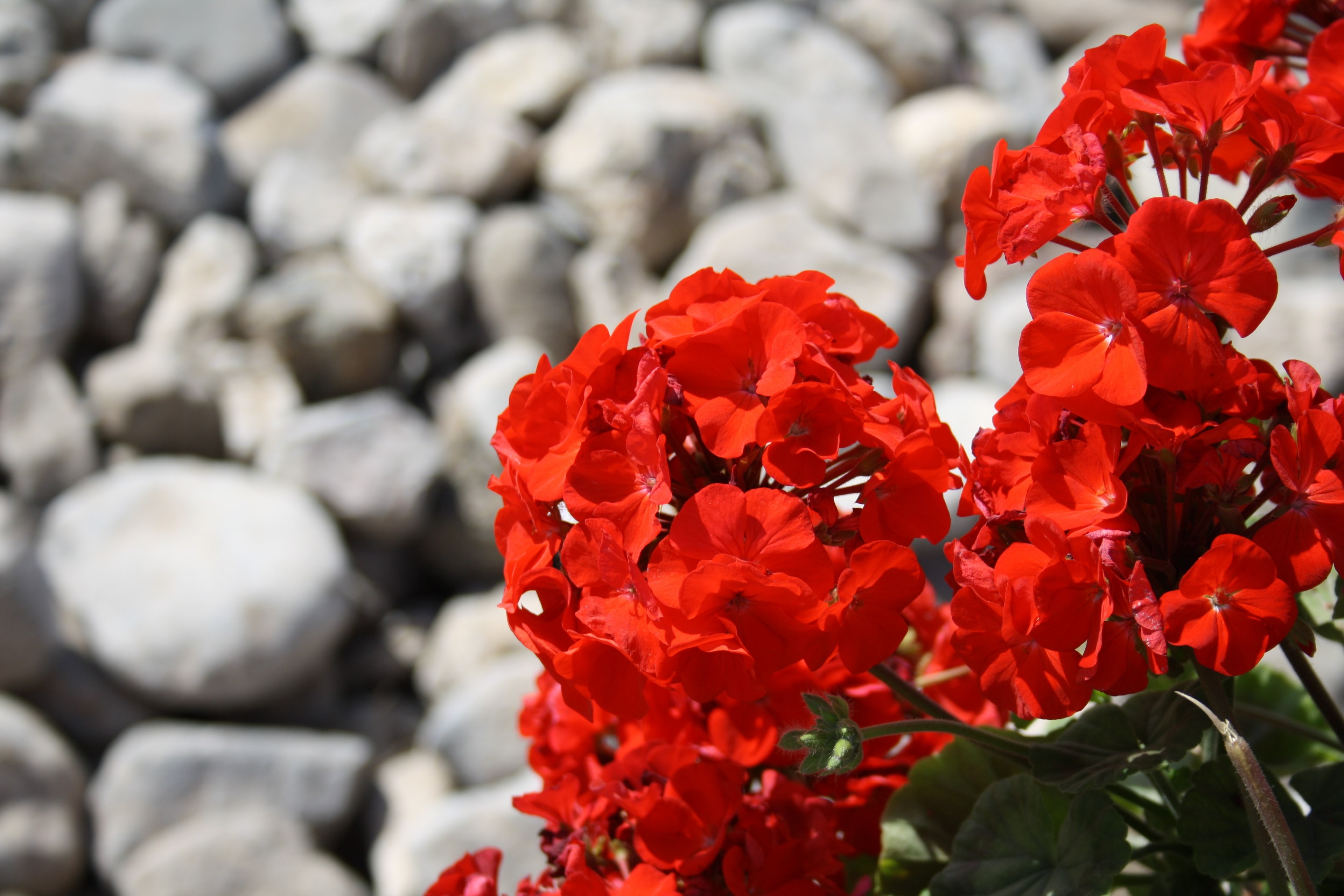 red flower stones pelargonium flowering plant 4k, HD Wallpaper