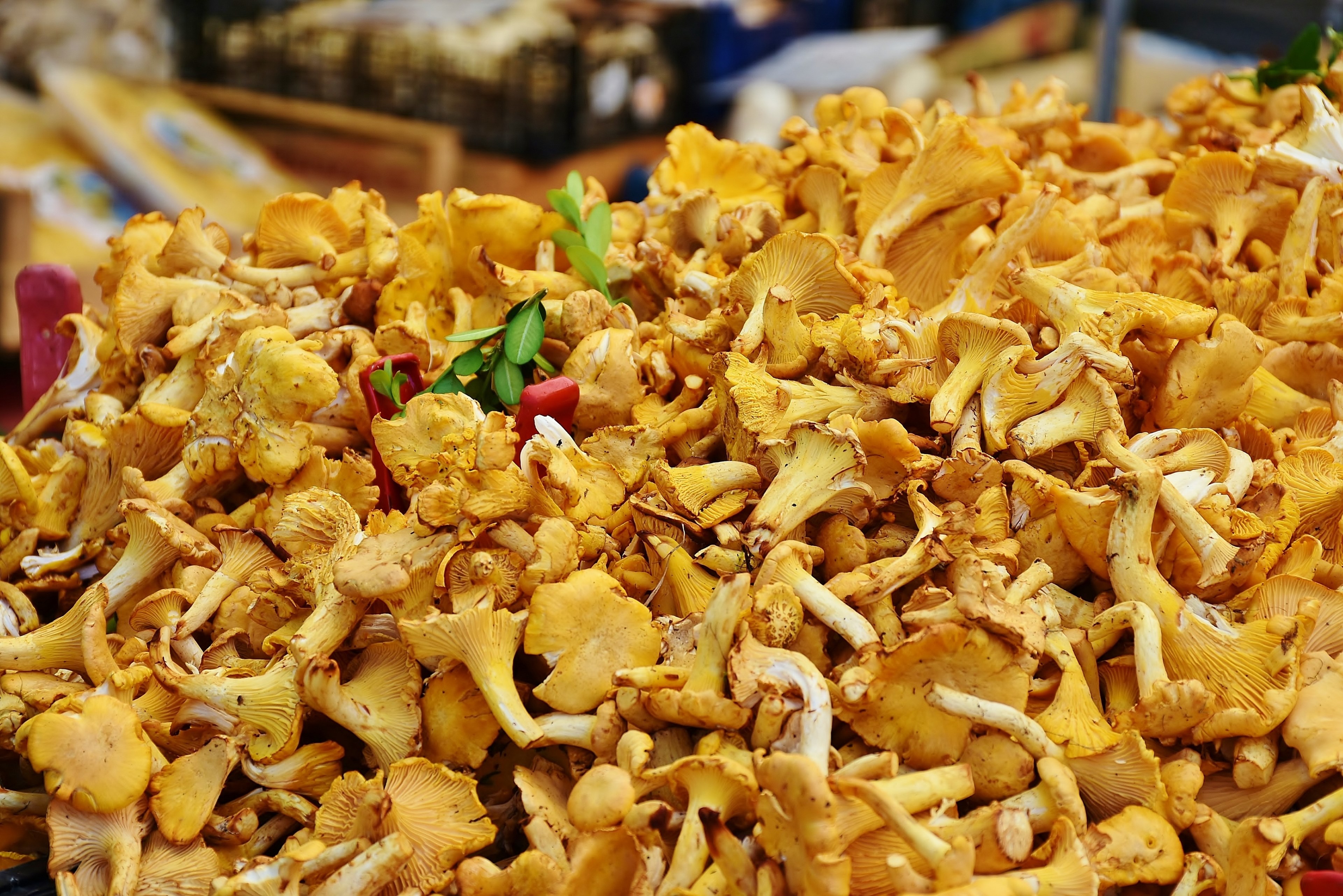 real chanterelles mushrooms egg sponge 4k, HD Wallpaper