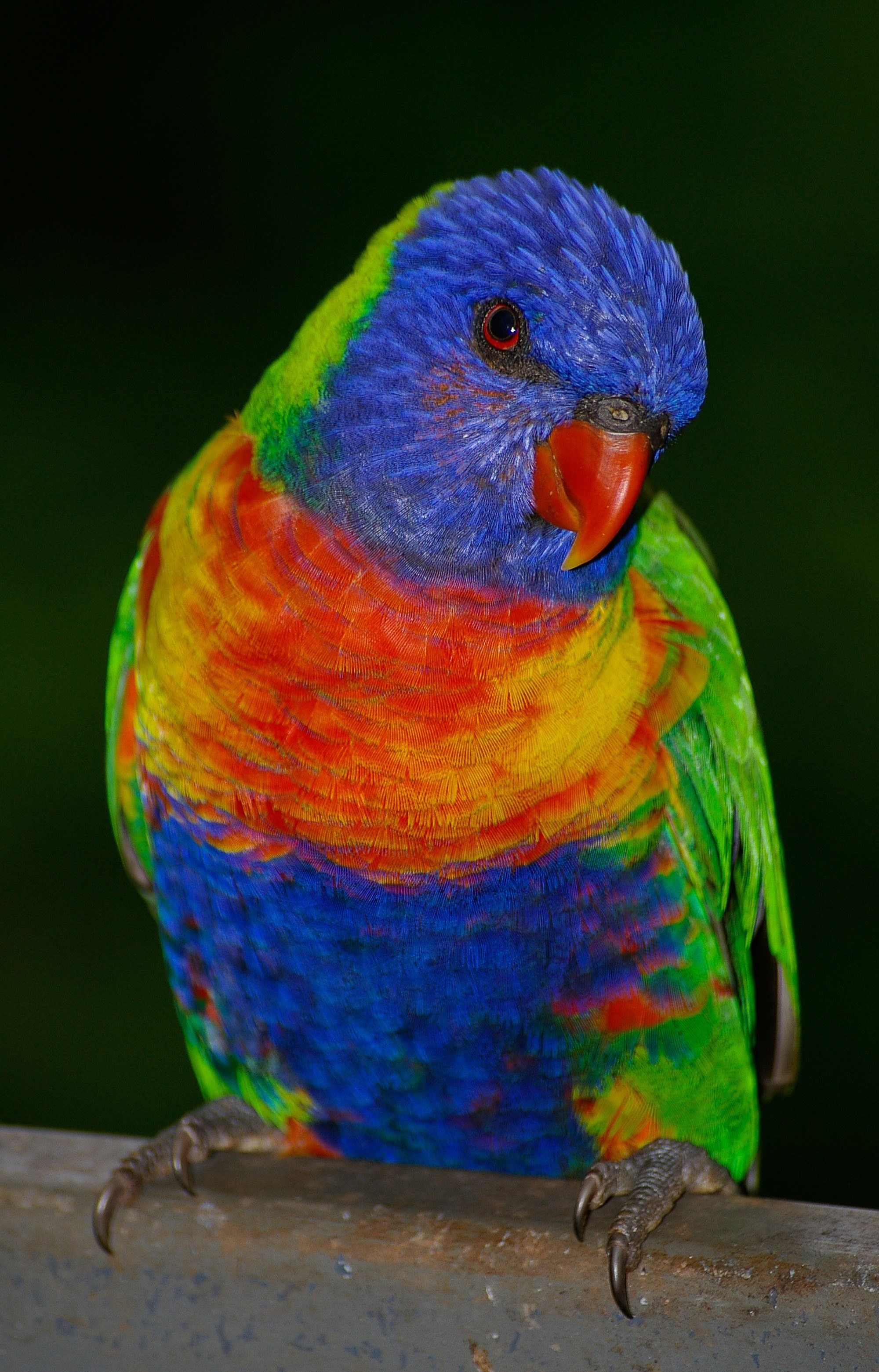 rainbow lorikeet parrot colourful bird bright 4k, Phone HD Wallpaper