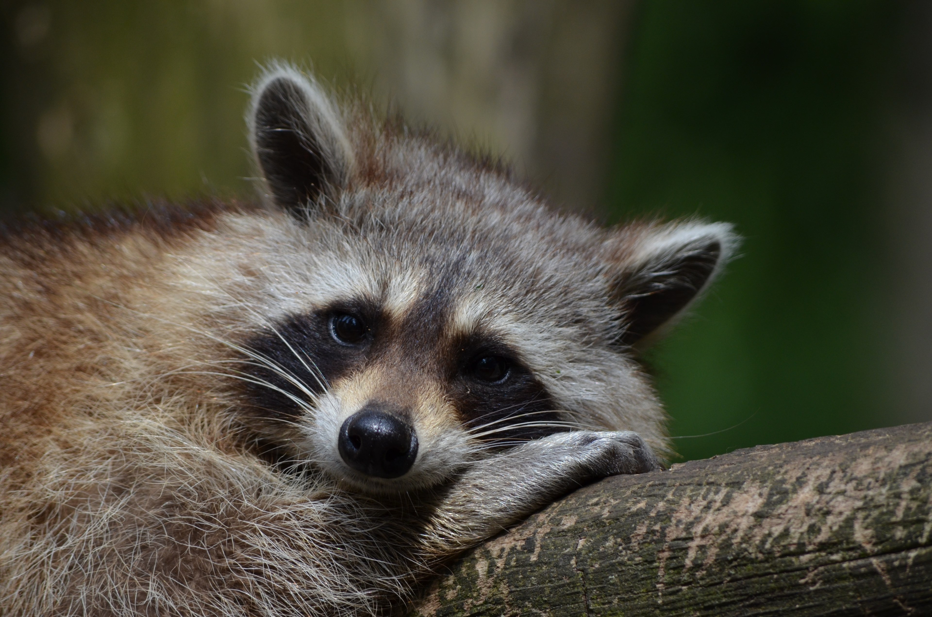 raccoon bear zoo saeugentier 4k, HD Wallpaper