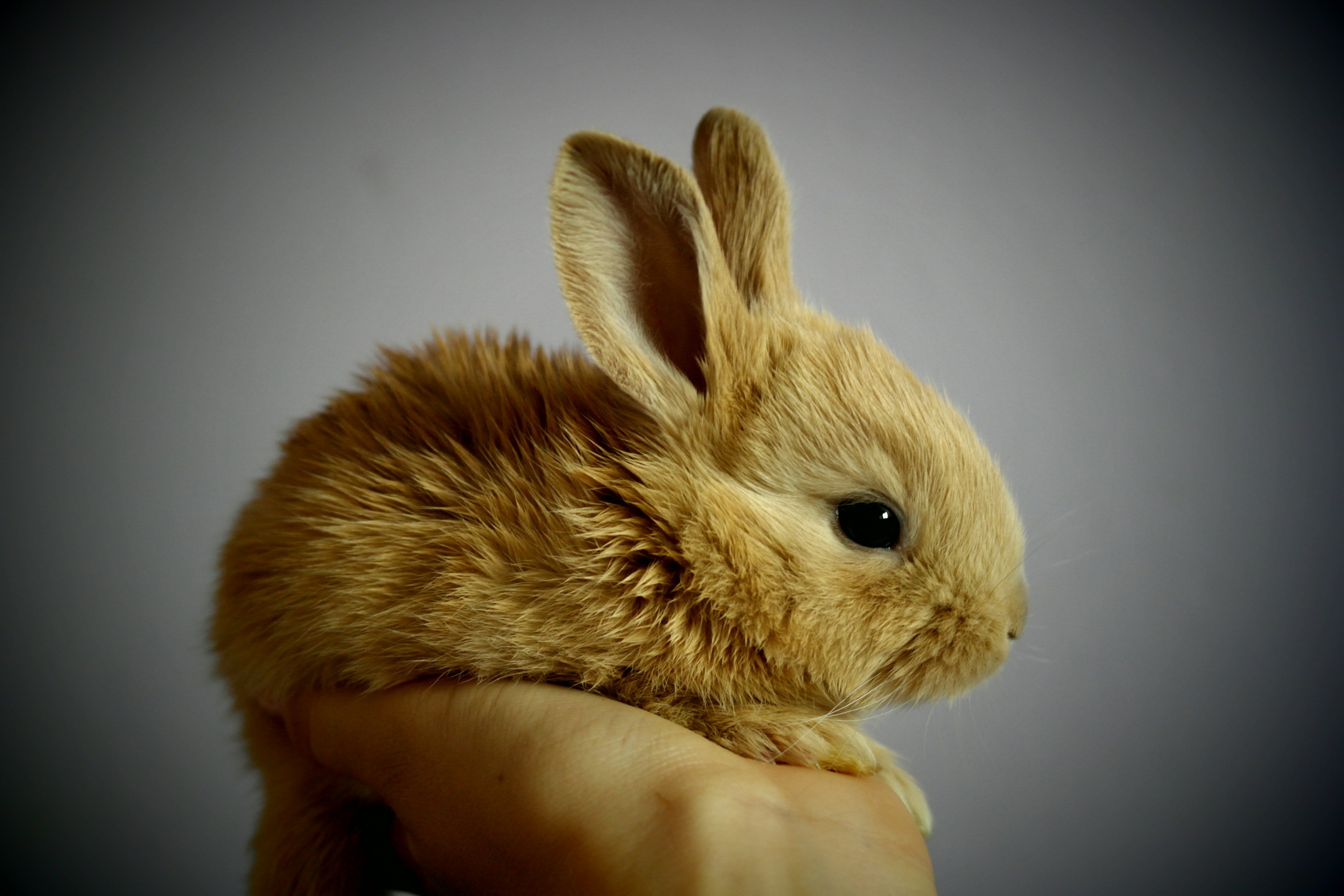 rabbit palm hand snatch redheaded ears by detail 4k, HD Wallpaper