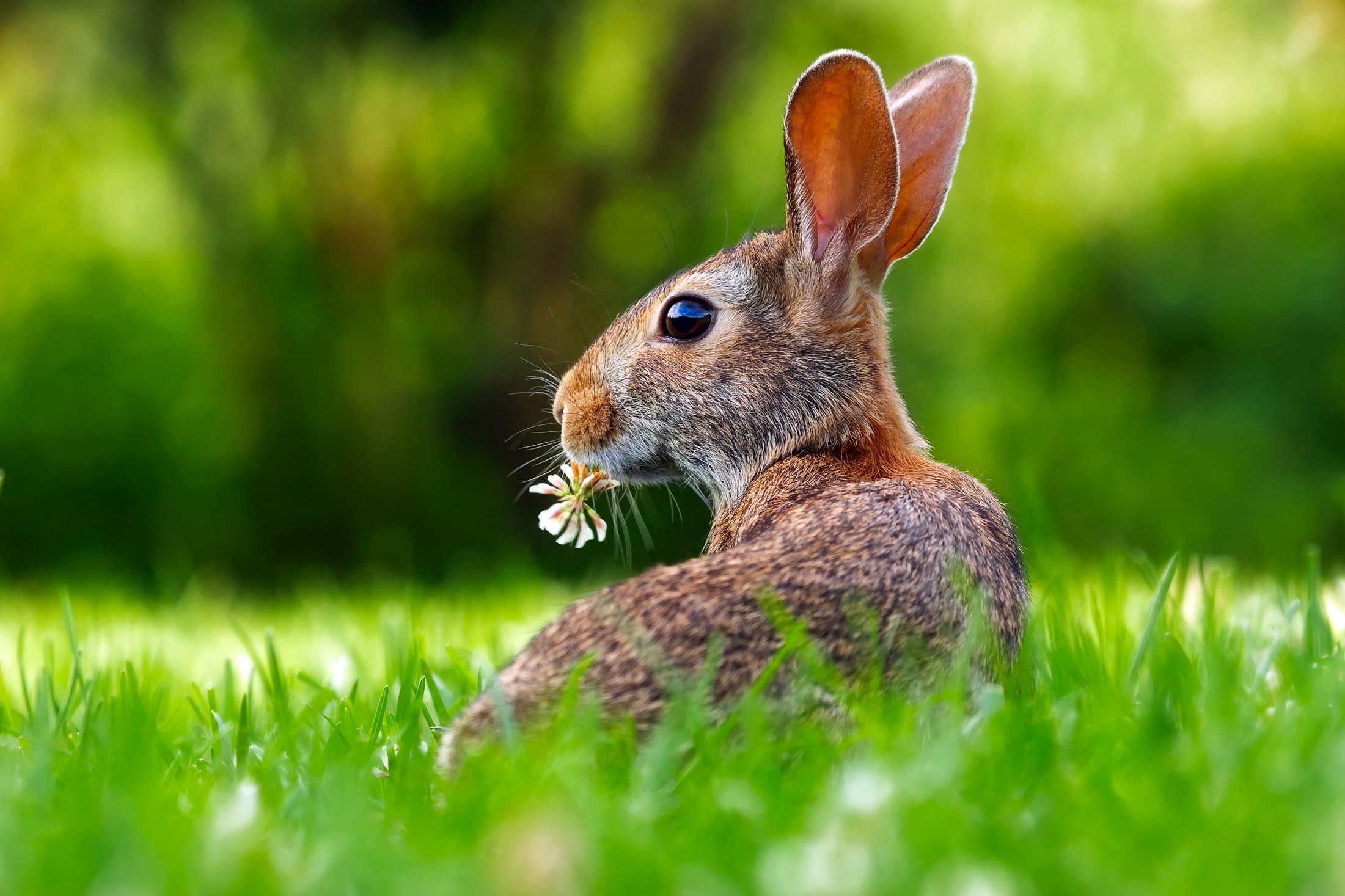rabbit hare animal cute adorable lawn grass 4k, HD Wallpaper