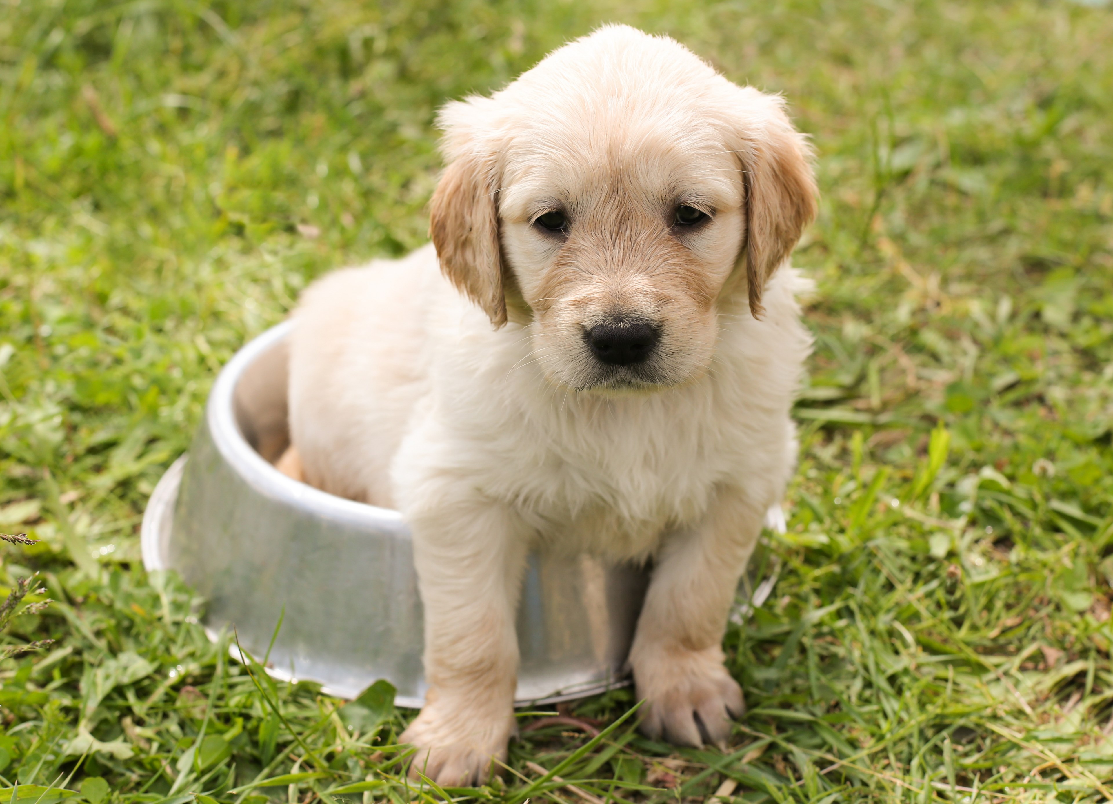 puppy golden retriever dog in the free young pet 4k, HD Wallpaper