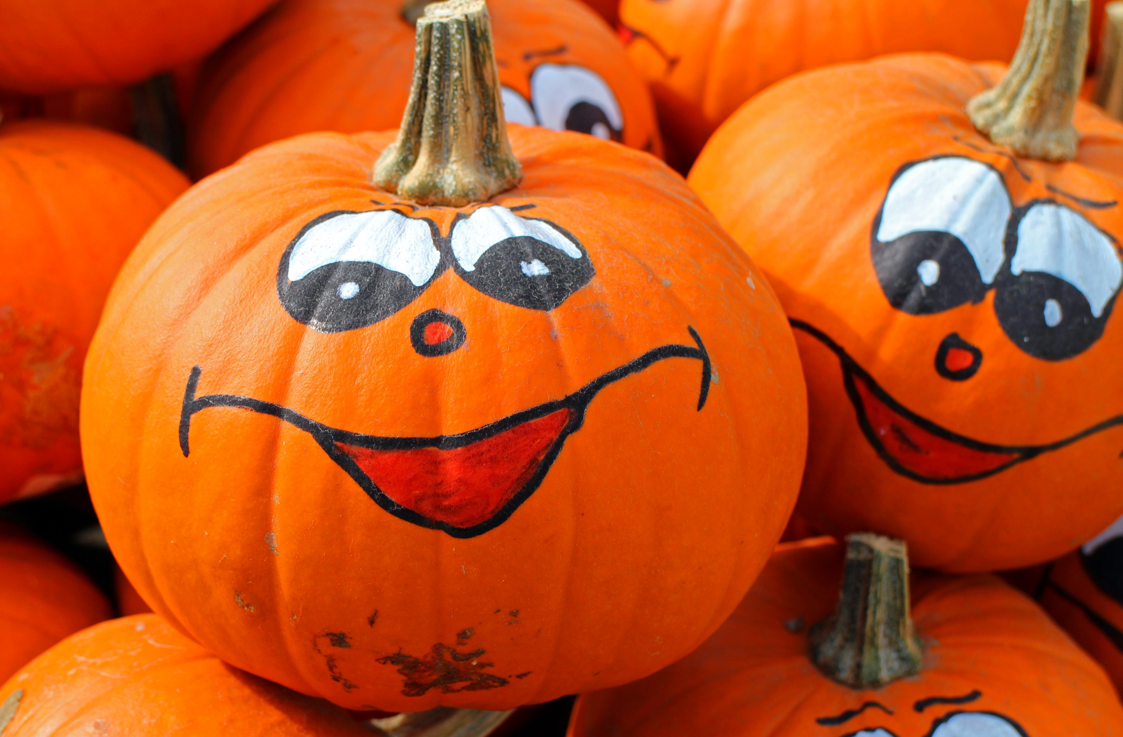 pumpkins hokkaido autumn october harvest 4k, HD Wallpaper