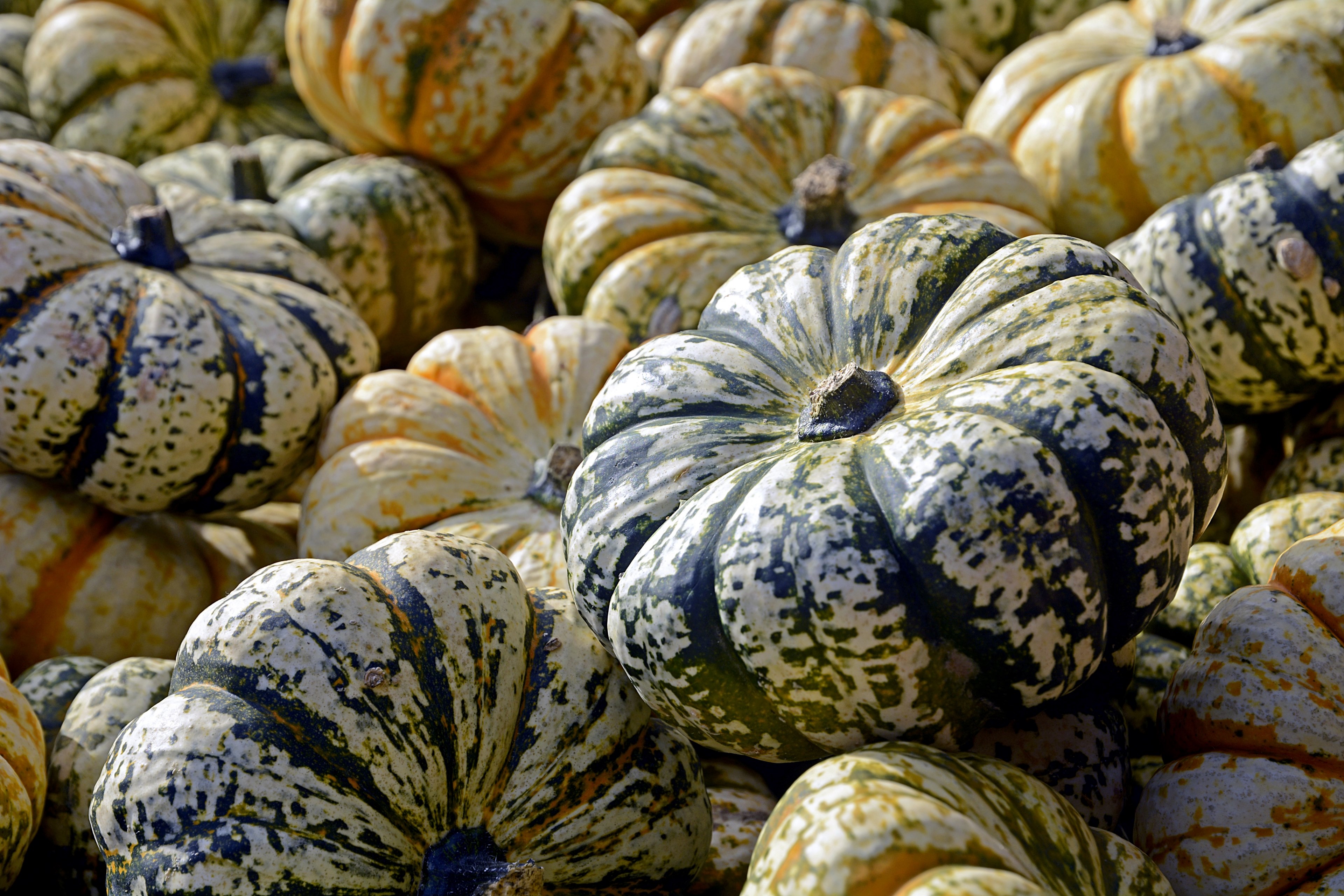 pumpkin gourd autumn thanksgiving decoration 4k, HD Wallpaper