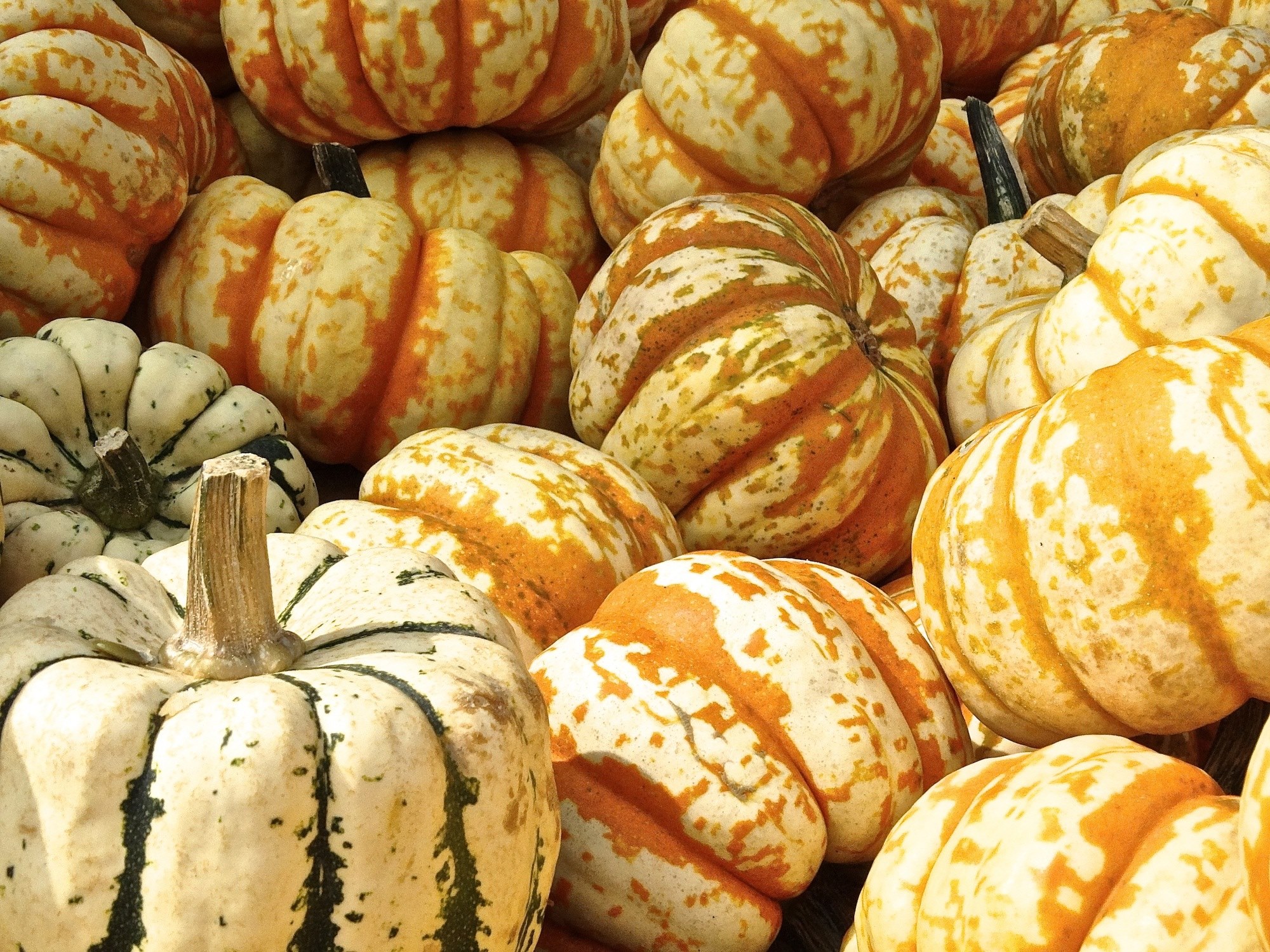 pumpkin gourd decoration structure autumn motives 4k, HD Wallpaper