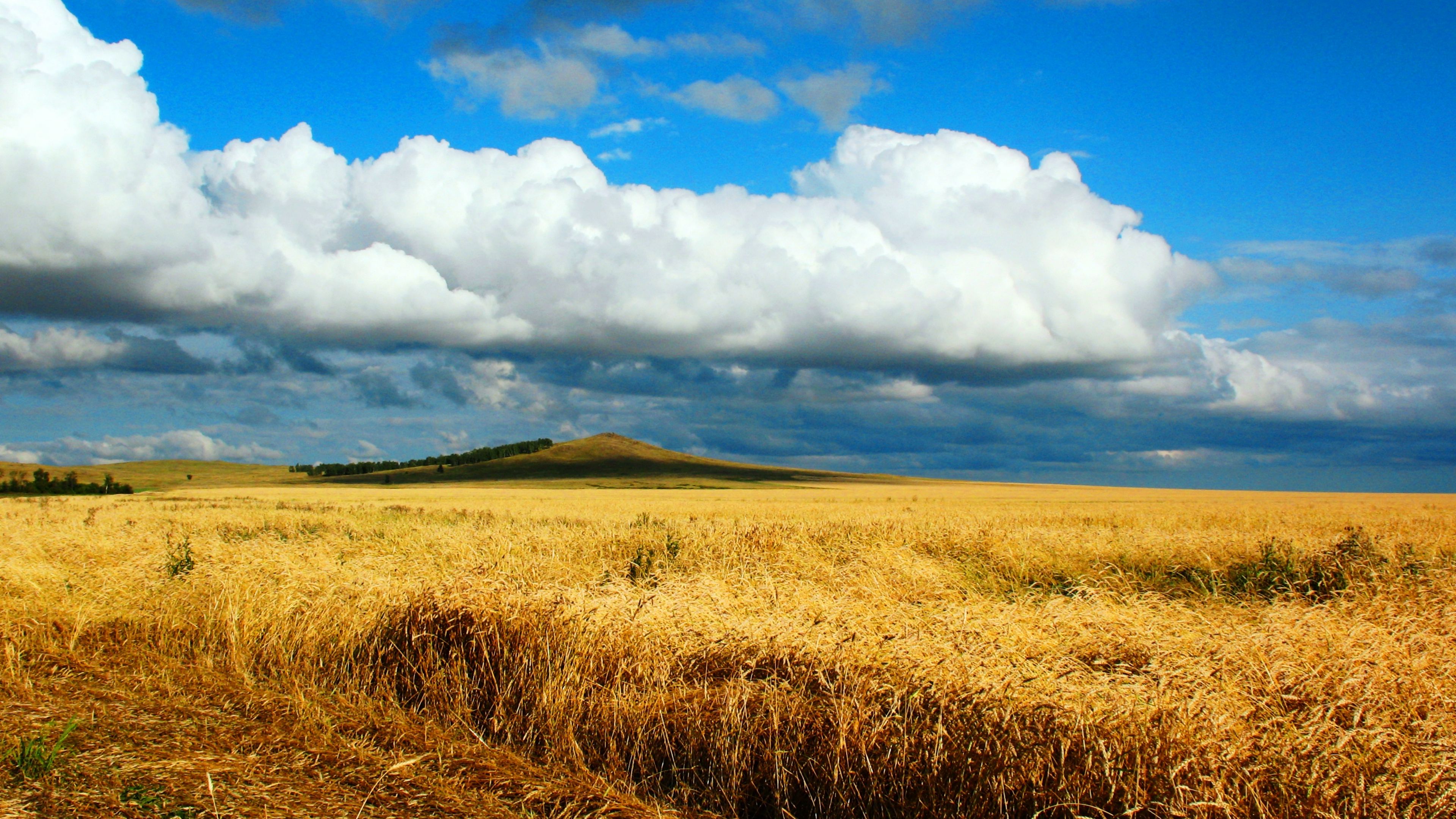 field, wheat, autumn, cleaning, kazakhstan, petropavlovsk, heaven, cloud, distance, endless, 4k, HD Wallpaper