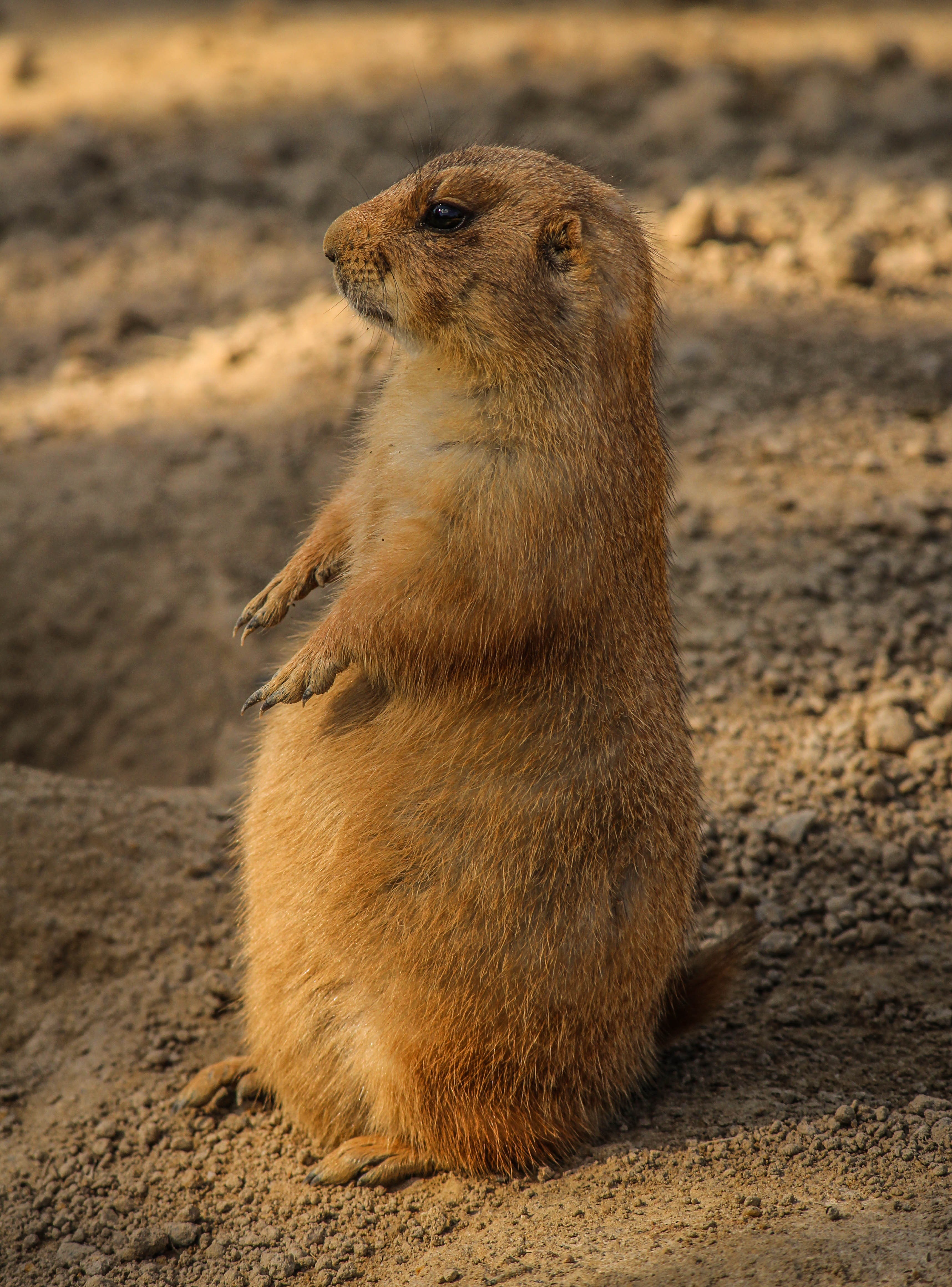 prairie dog cynomys burrowing rodent ground squirrel 4k, Phone HD Wallpaper