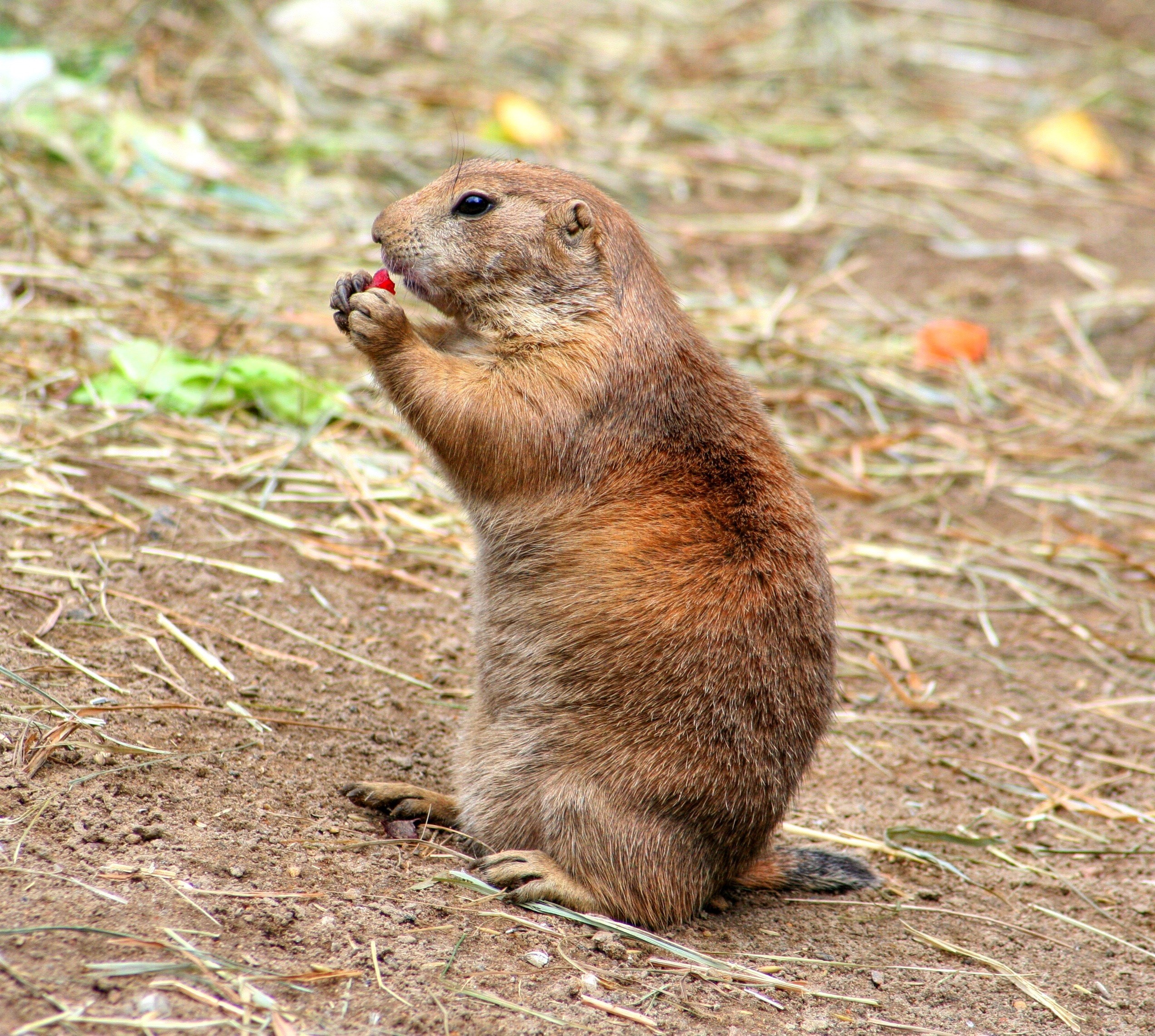 prairie dog gophers croissant rodents cynomys 4k, HD Wallpaper