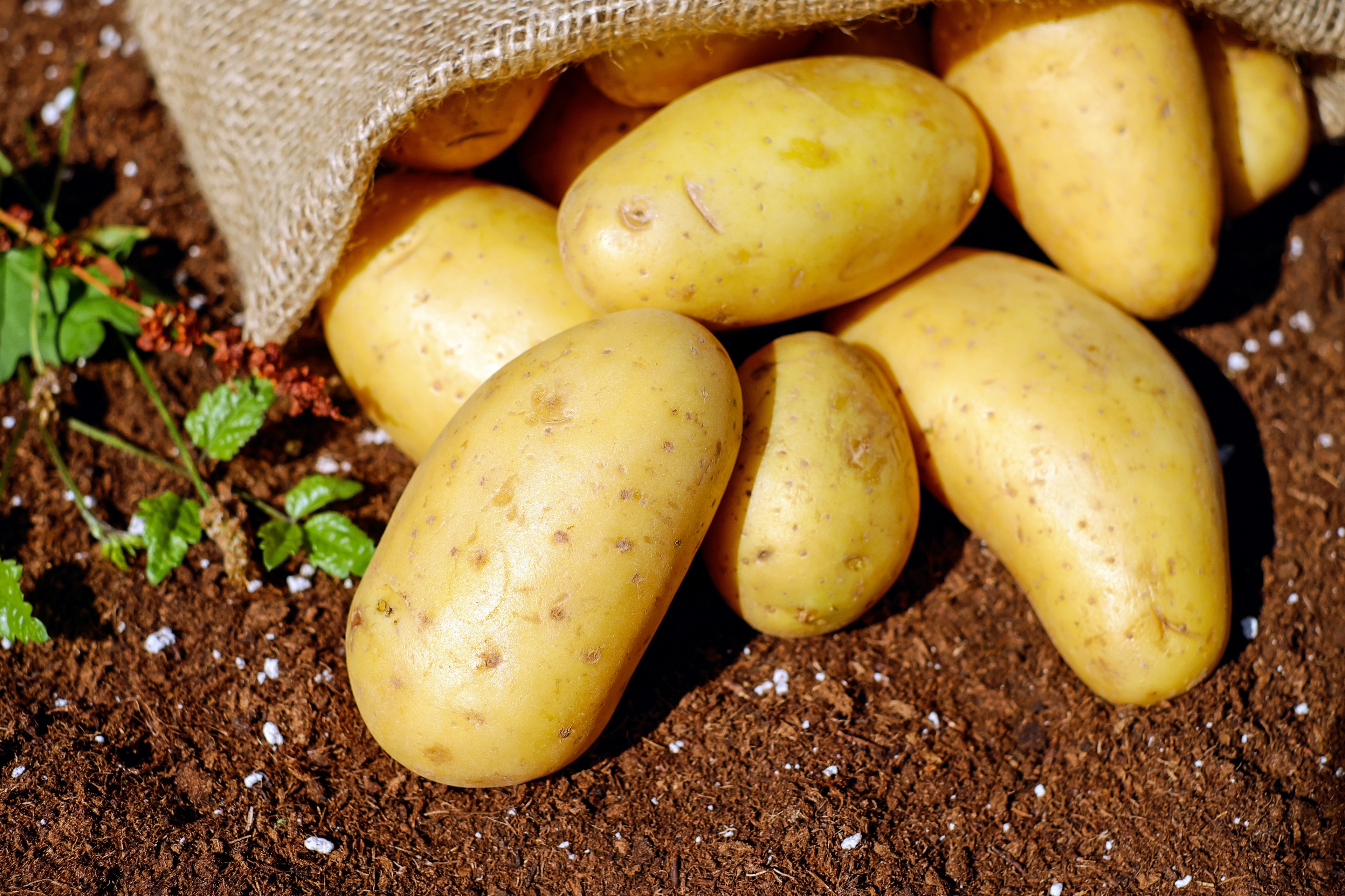 potatoes vegetables erdfrucht bio harvest garden 4k, HD Wallpaper