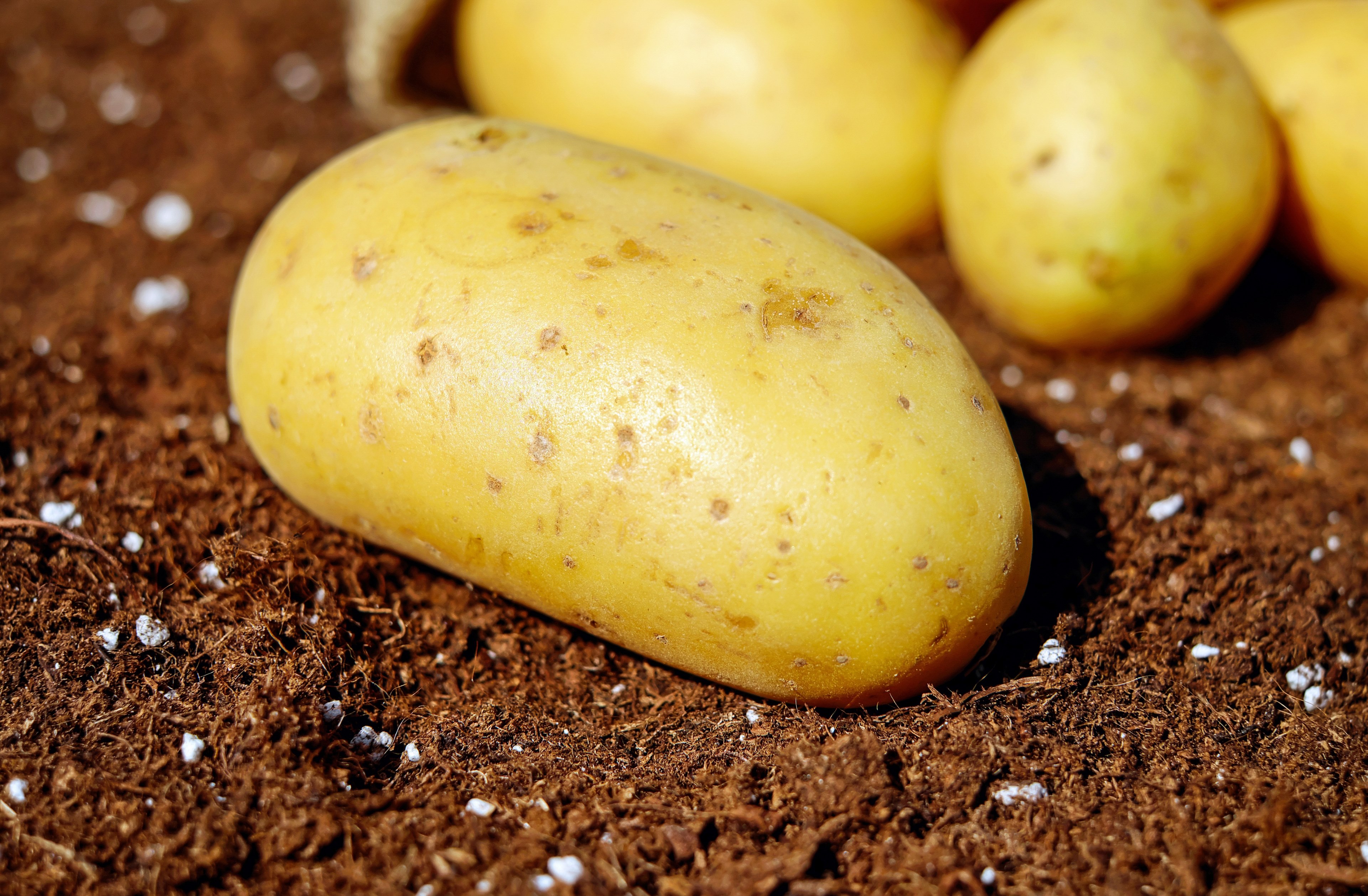potatoes vegetables erdfrucht bio harvest garden 4k, HD Wallpaper
