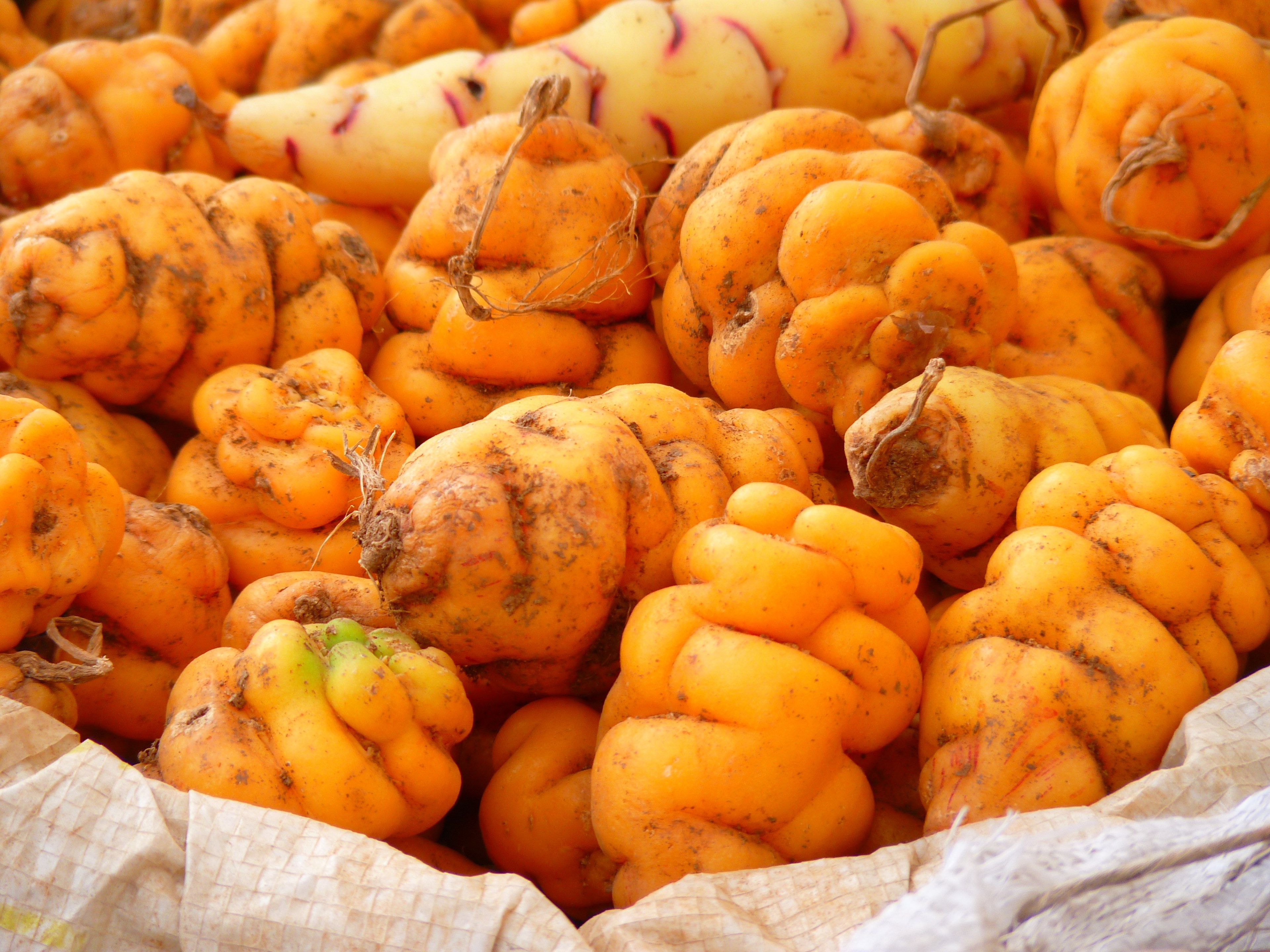 potato potatoes peru food yellow orange thong 4k, HD Wallpaper