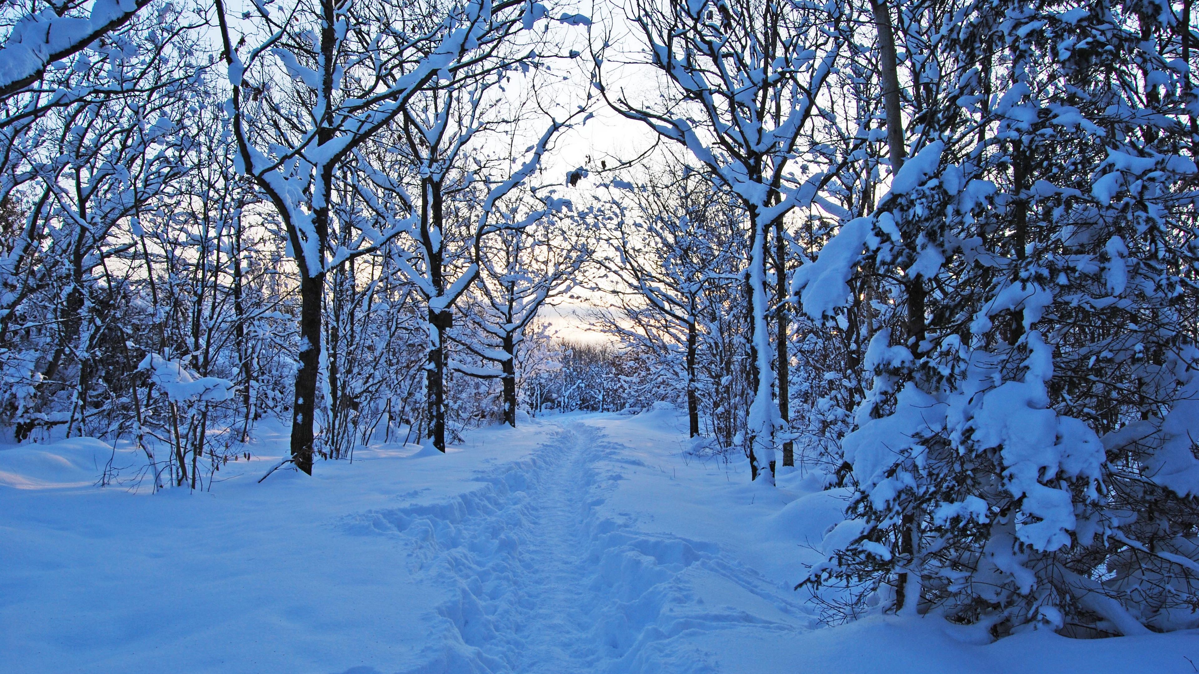 track, winter, snow, trees, wood, young growth, bushes, twilight, silence, 4k, HD Wallpaper