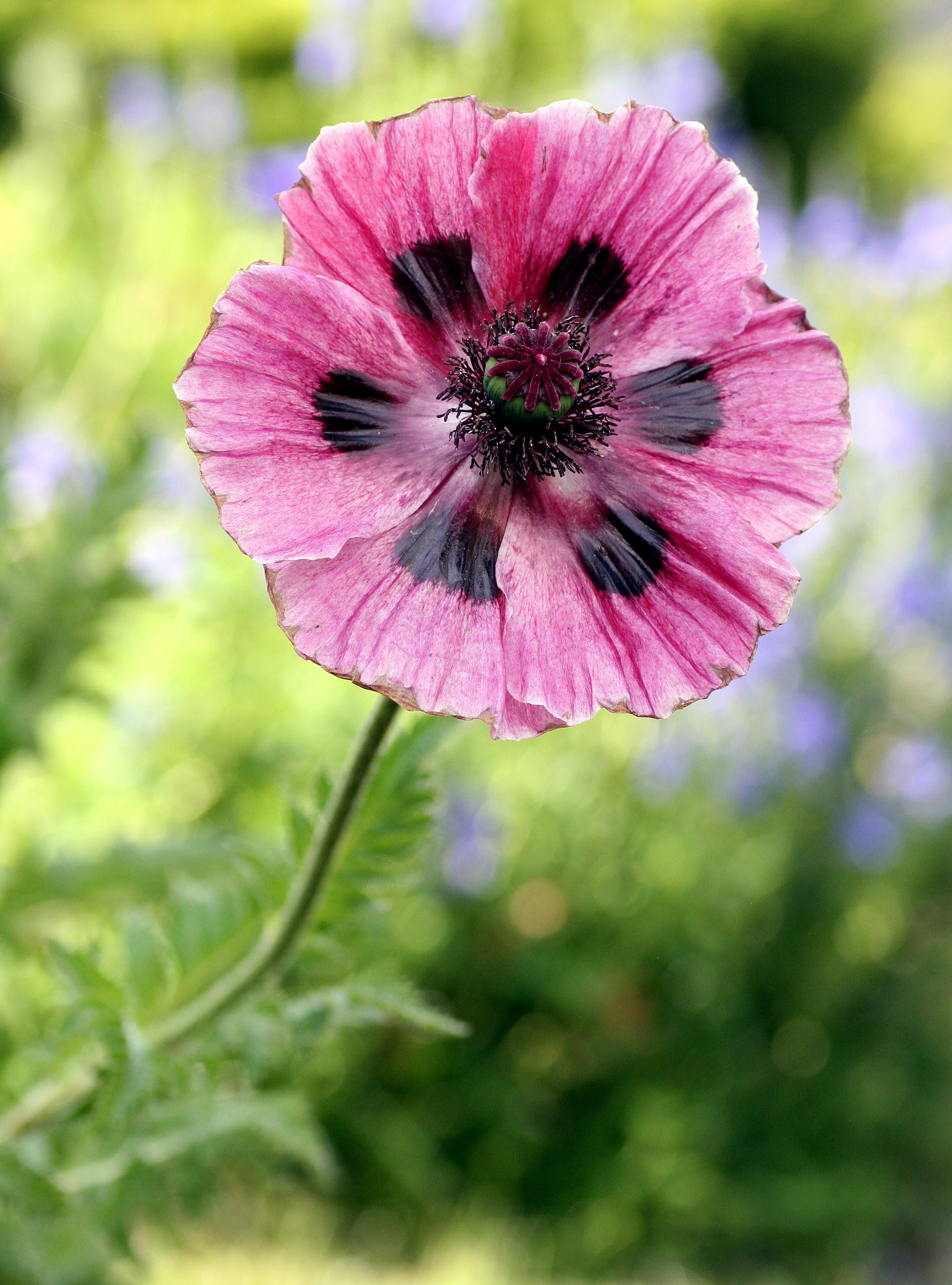 poppy flower garden pink spring flowering petals 4k, Phone HD Wallpaper