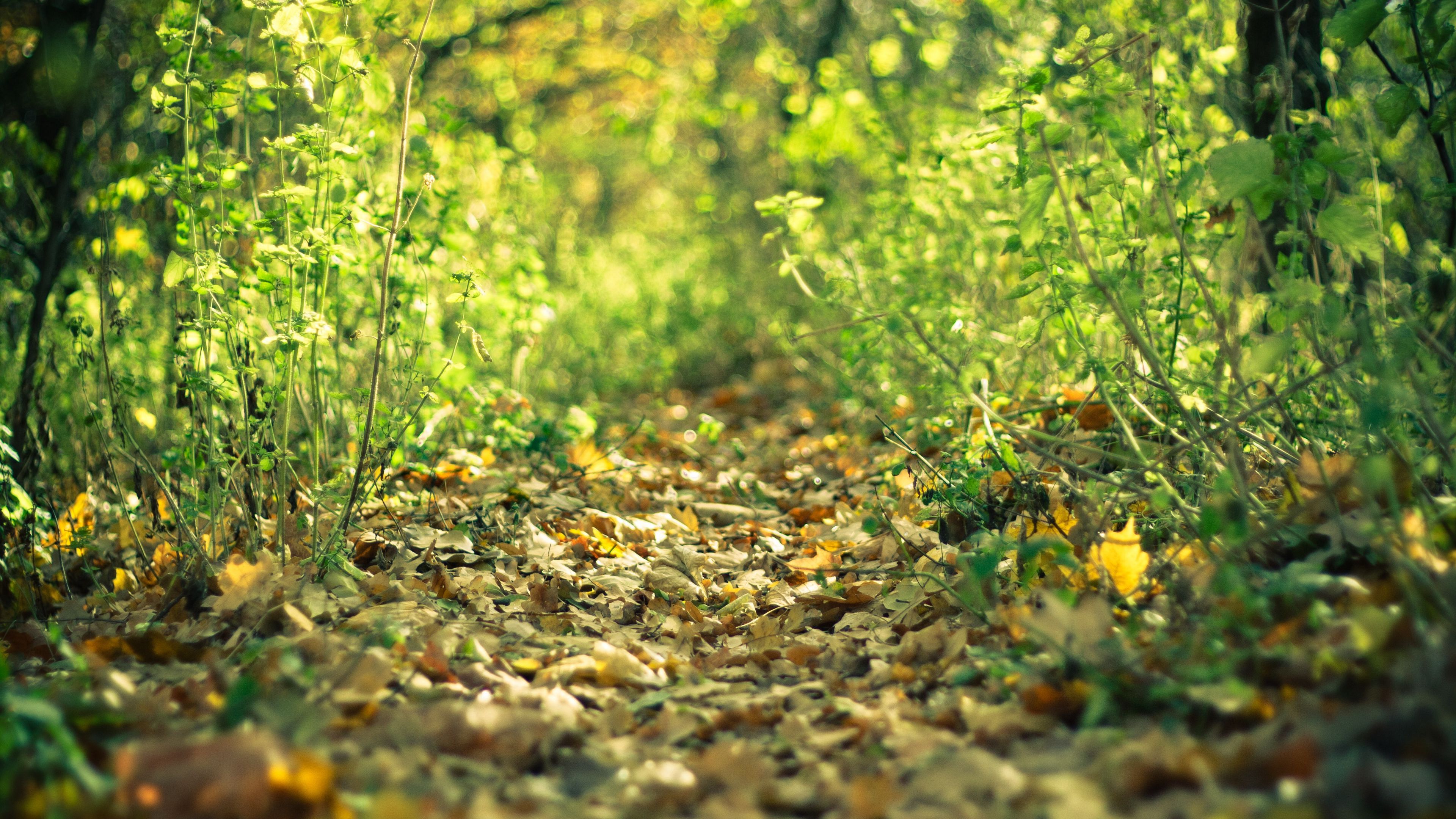 track, leaves, autumn, grass, 4k, HD Wallpaper