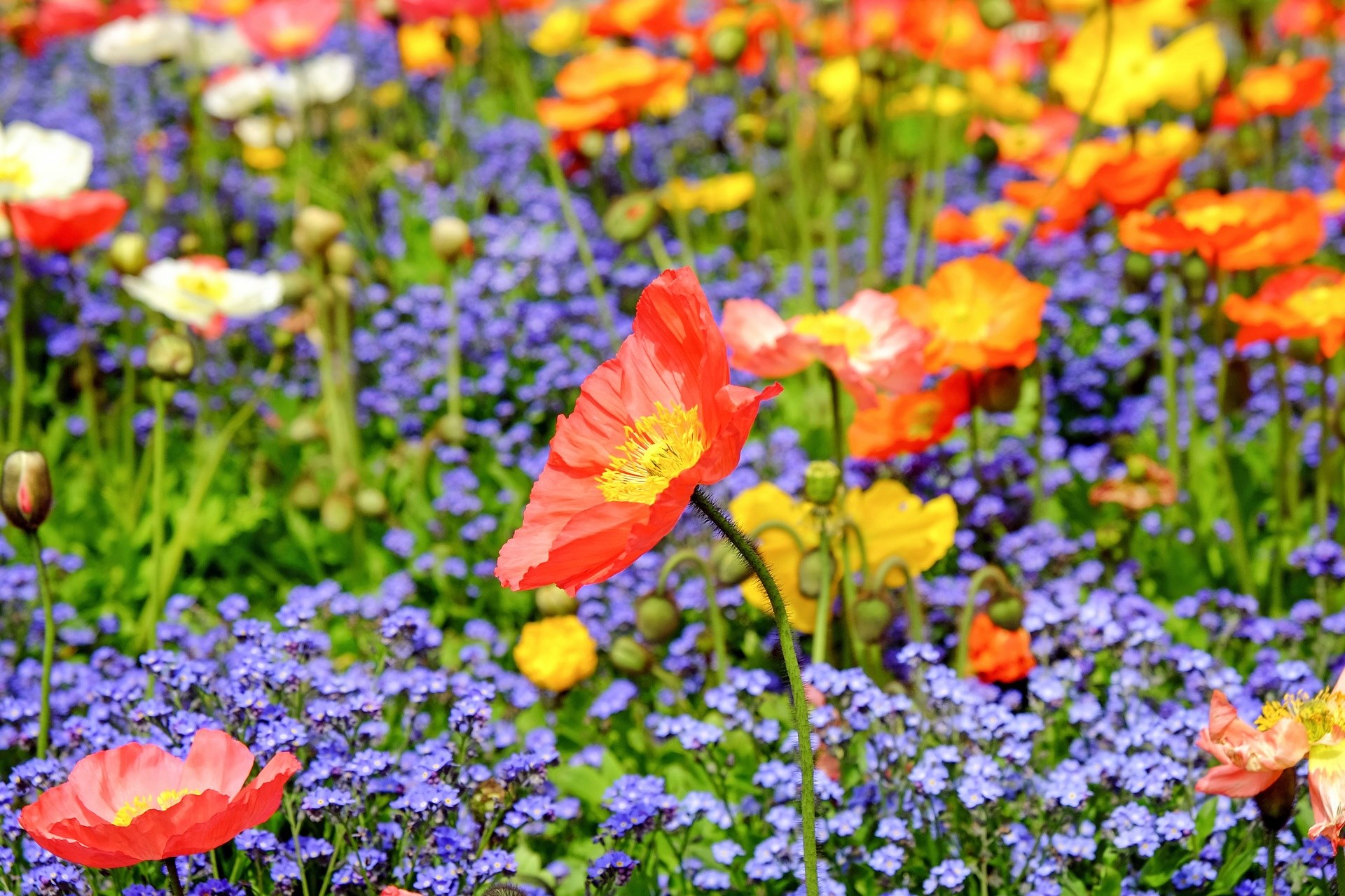 poppy flower blossom bloom red field nature 4k, HD Wallpaper