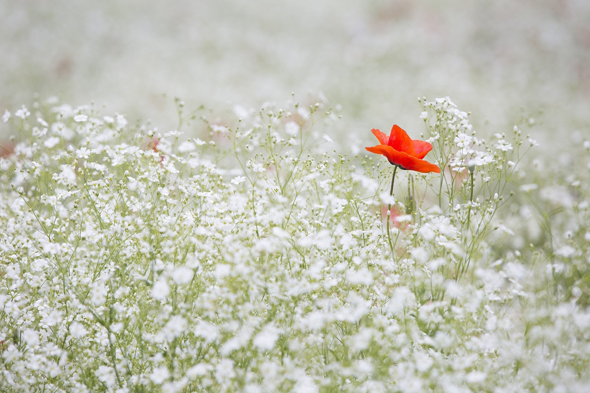 poppy gypsophila elegans red color white garden 4k, HD Wallpaper
