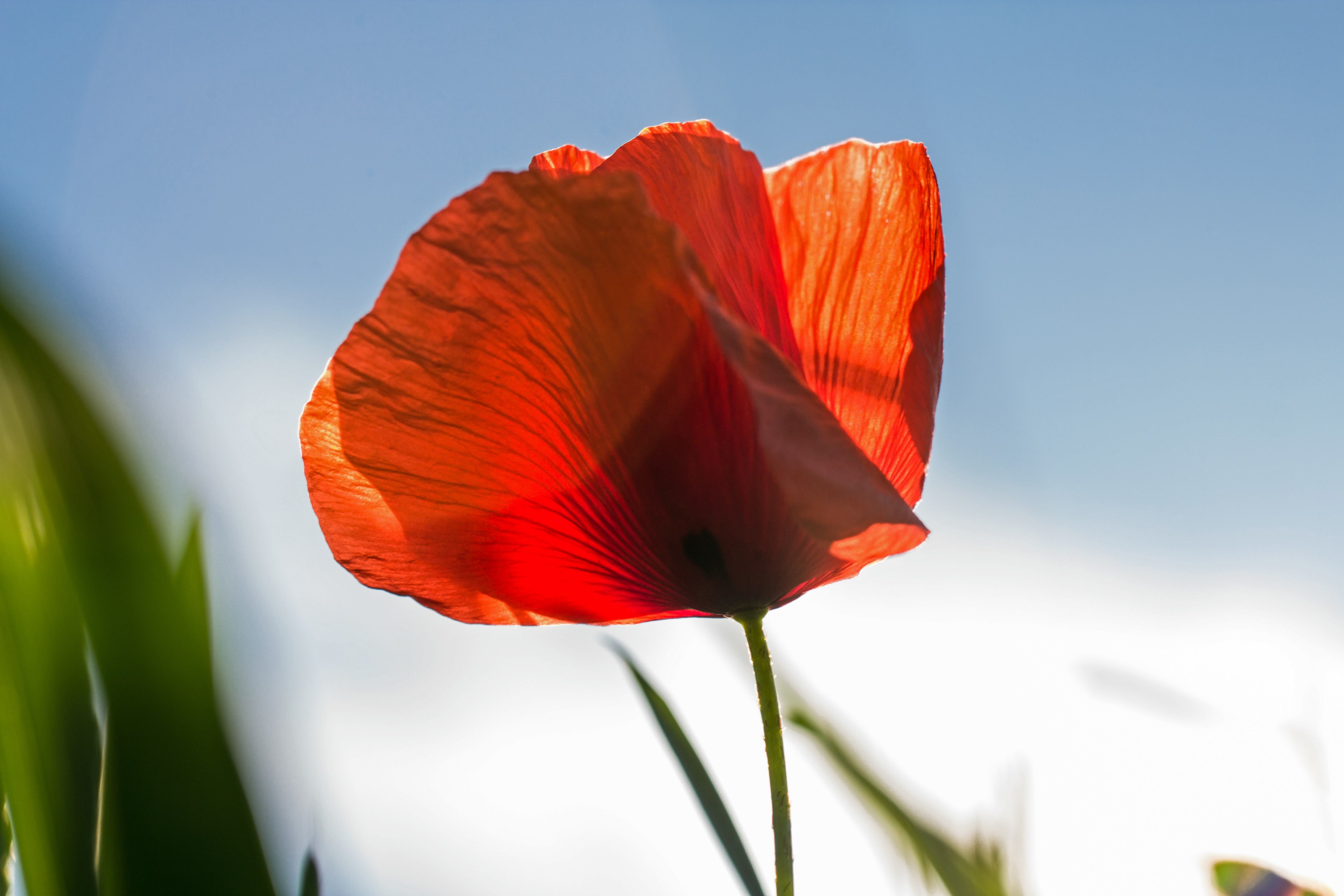 poppy red blossom bloom red poppy bloom color 4k, HD Wallpaper