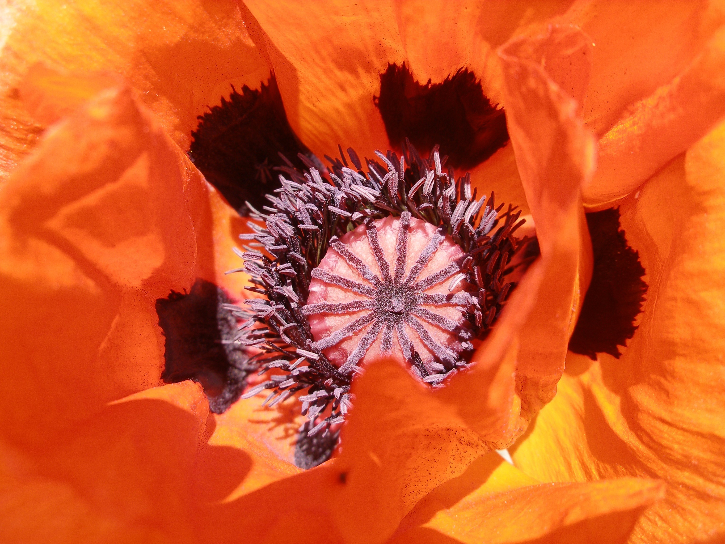 poppy orange blossom bloom flower plant 4k, HD Wallpaper