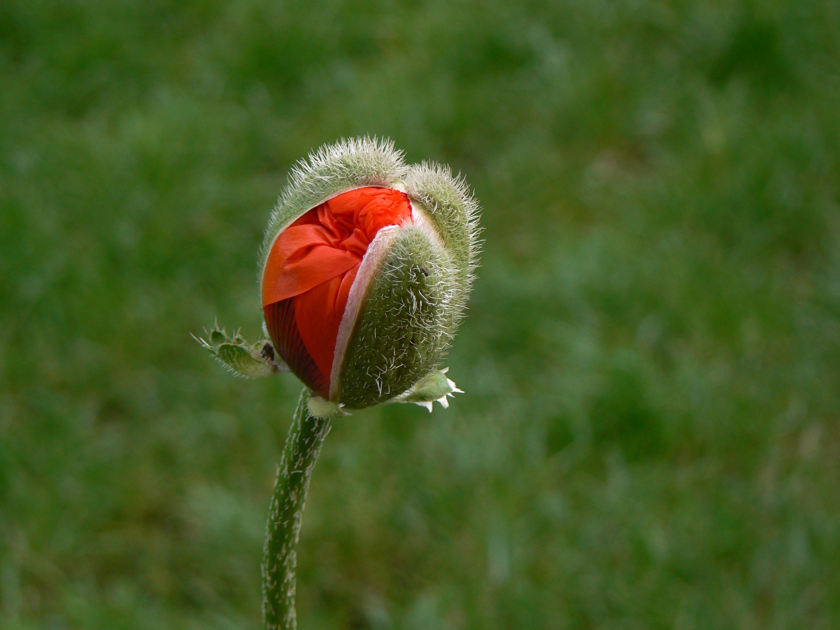 poppy macro red poppy flower flowers 4k, HD Wallpaper