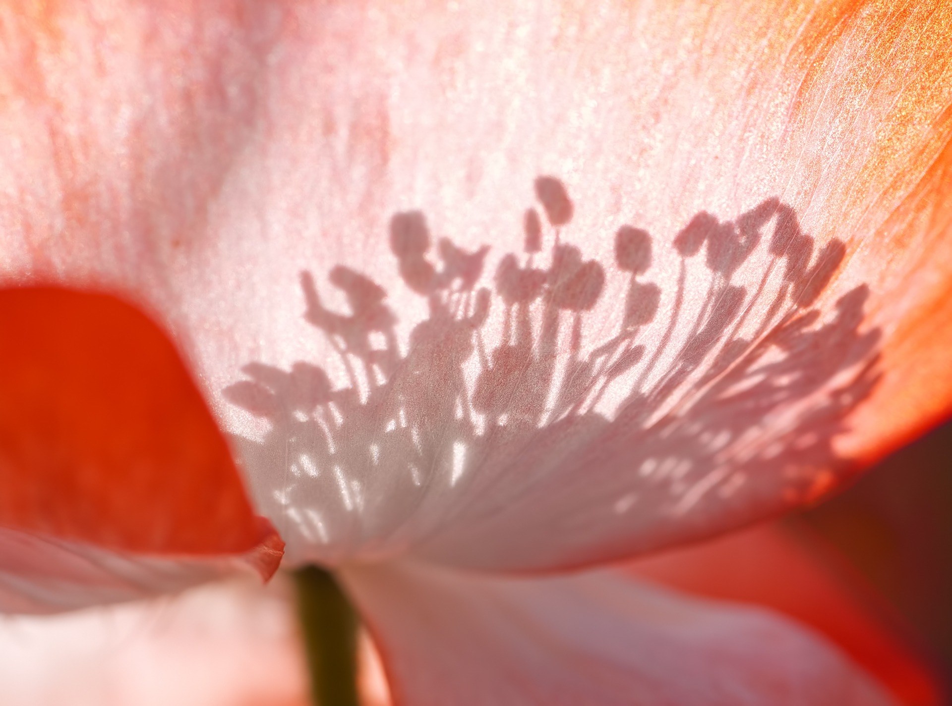 poppy shadow play shadow back light plant nature 4k, HD Wallpaper