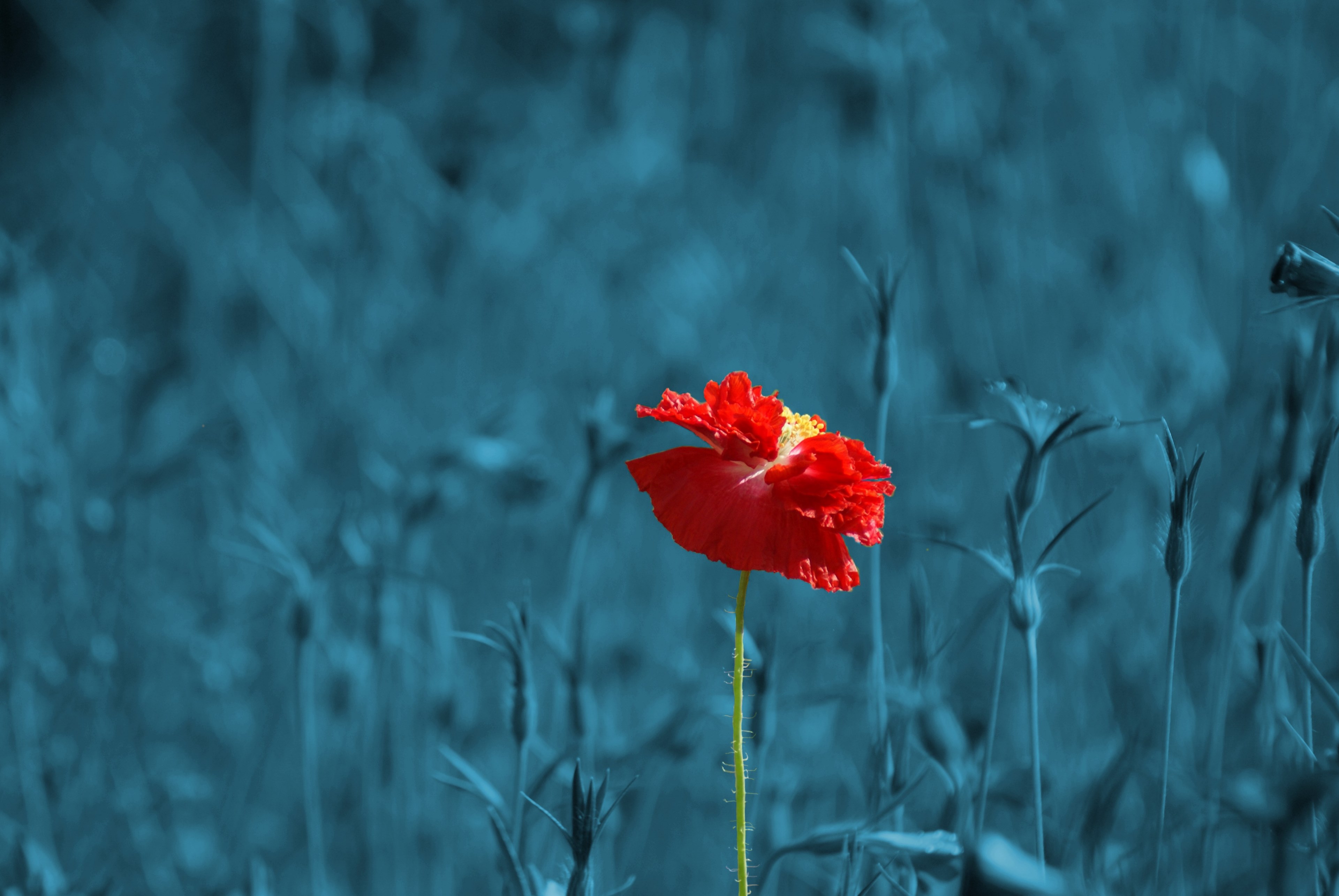 poppy papaver meadow pointed flower abstract plant 4k, HD Wallpaper