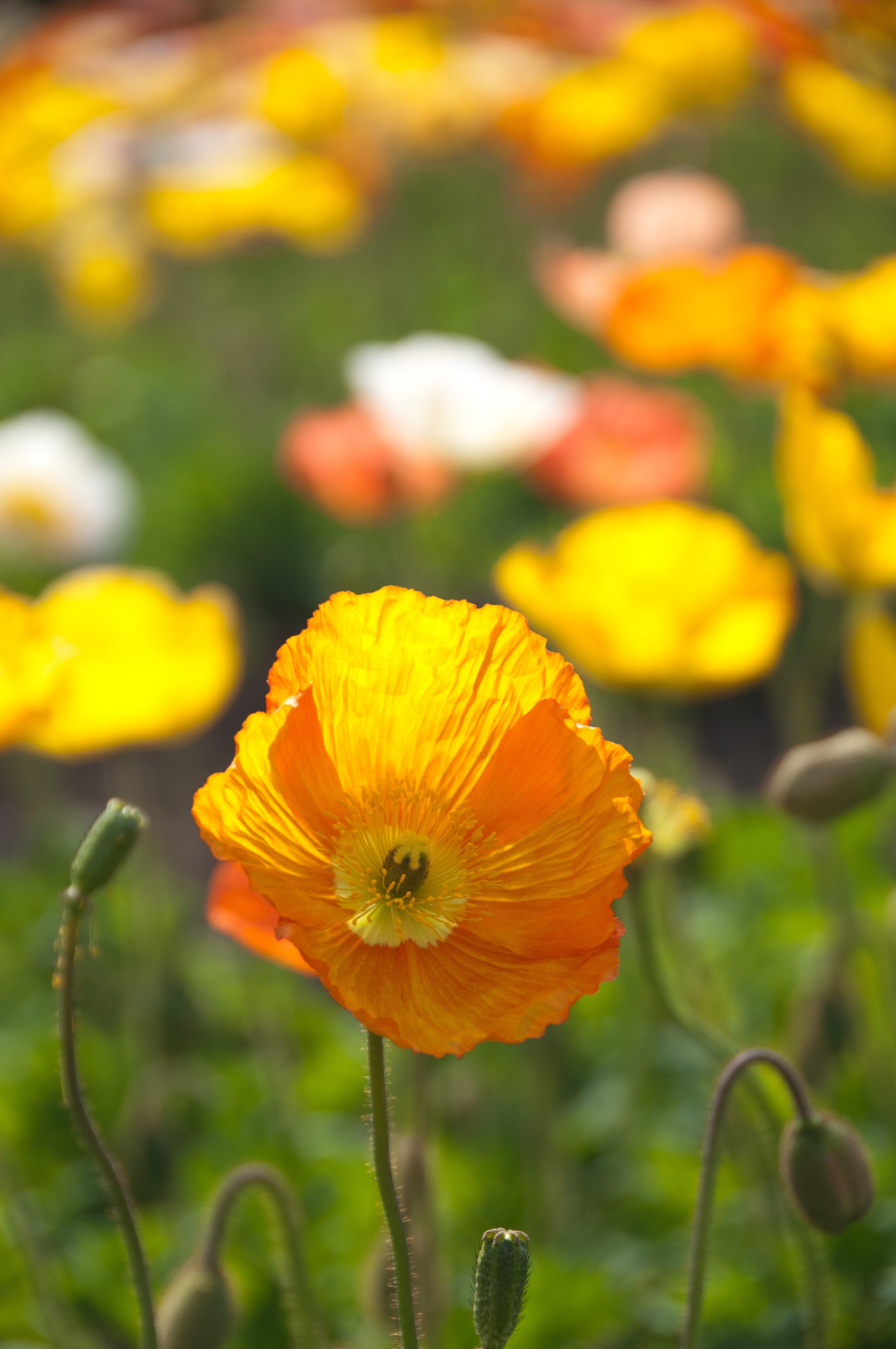 poppy spring flowers yellow 4k, Phone HD Wallpaper
