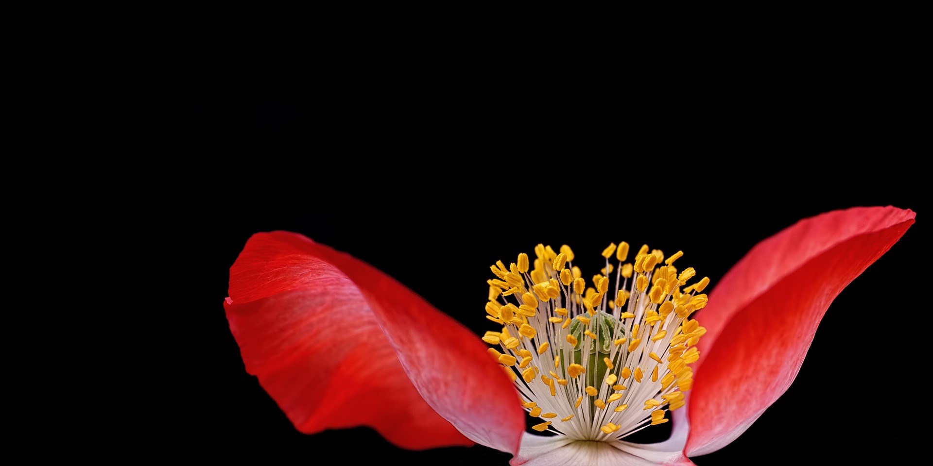 poppy plant nature macro close pistil pollen 4k, HD Wallpaper