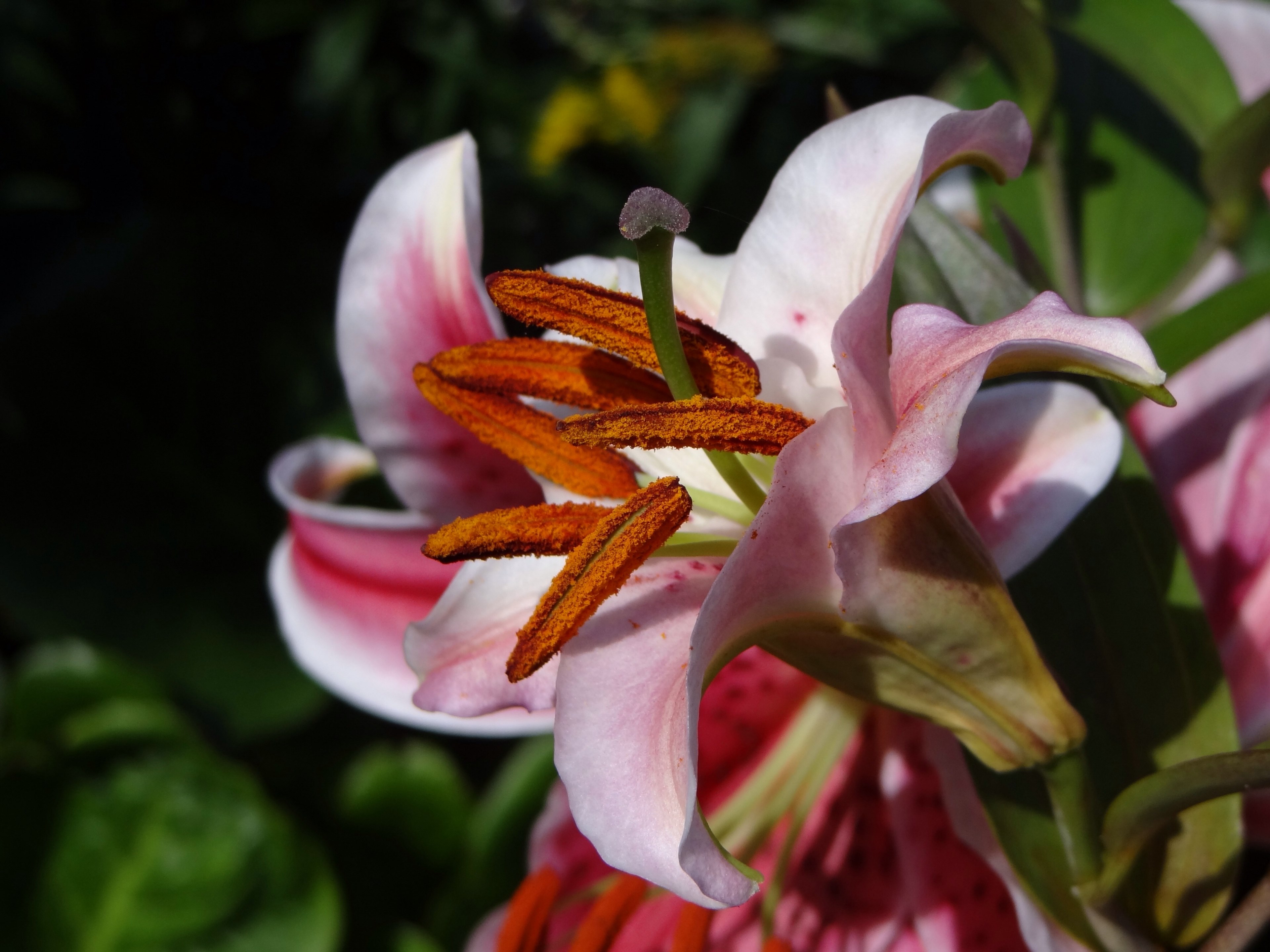 pollen pistil blossom bloom macro garden flowers 4k, HD Wallpaper
