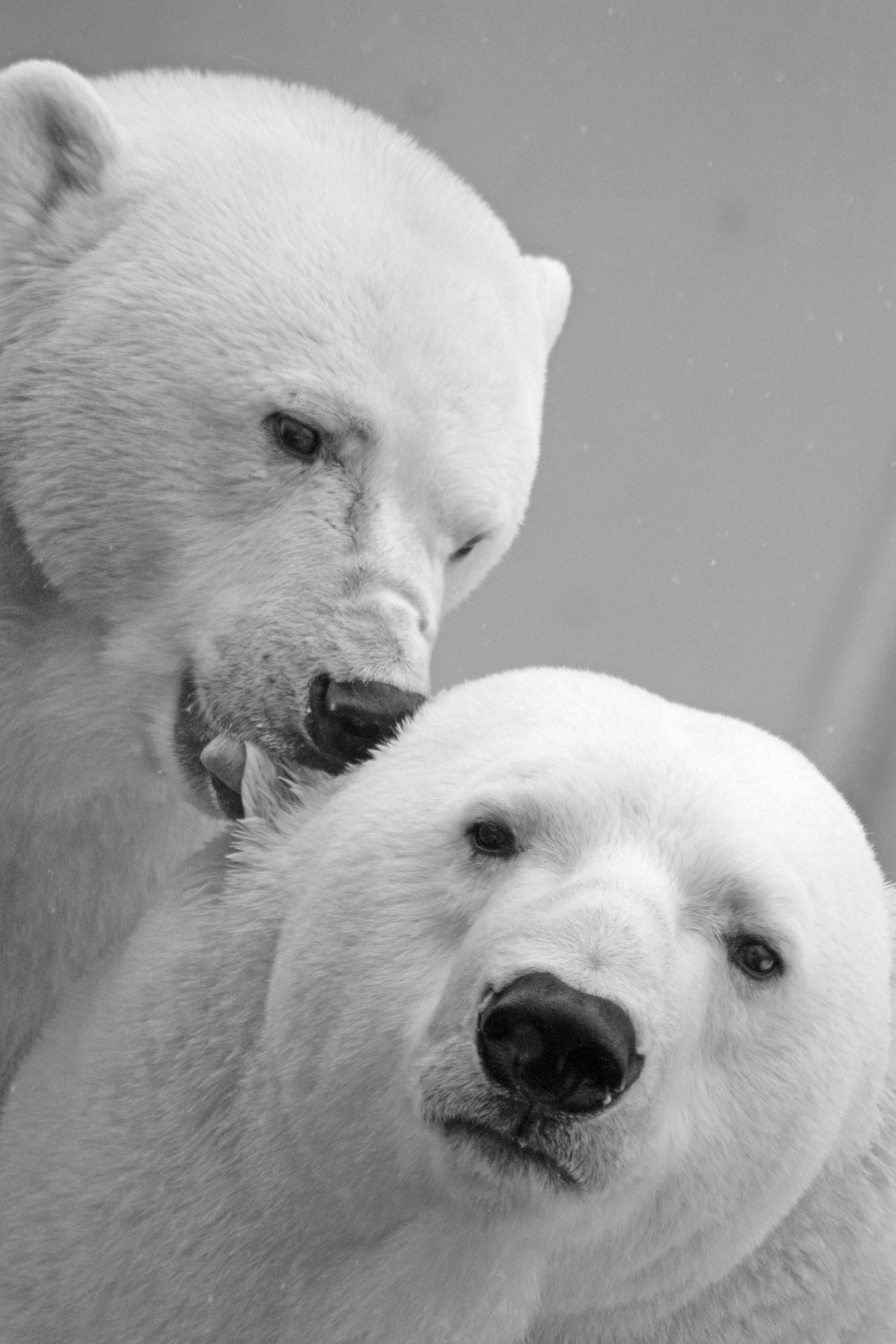 polar bear bear teddy sleep lazy rest animal 4k, Phone HD Wallpaper