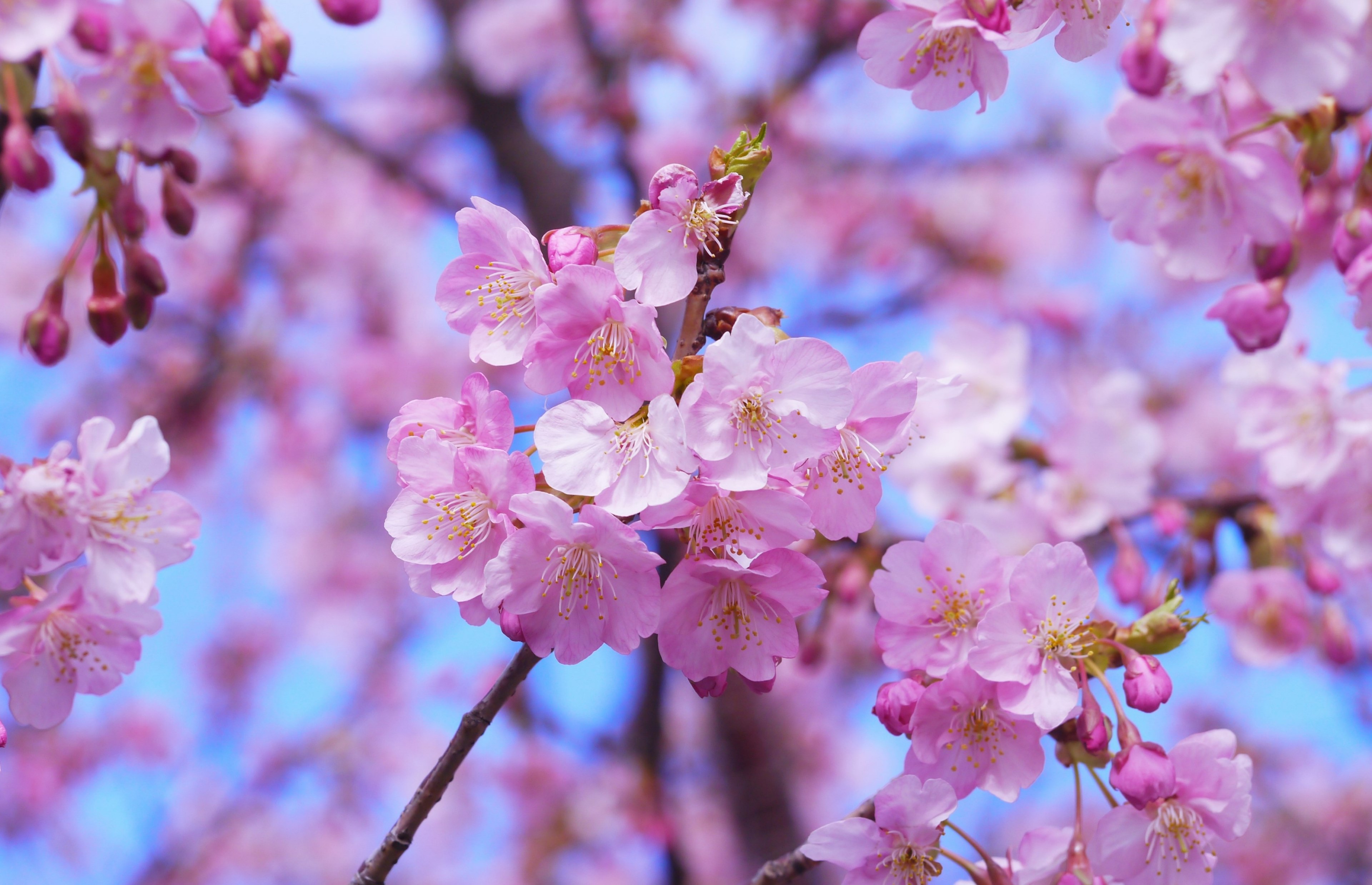 please include your comments kawazu cherry blossom 4k, HD Wallpaper