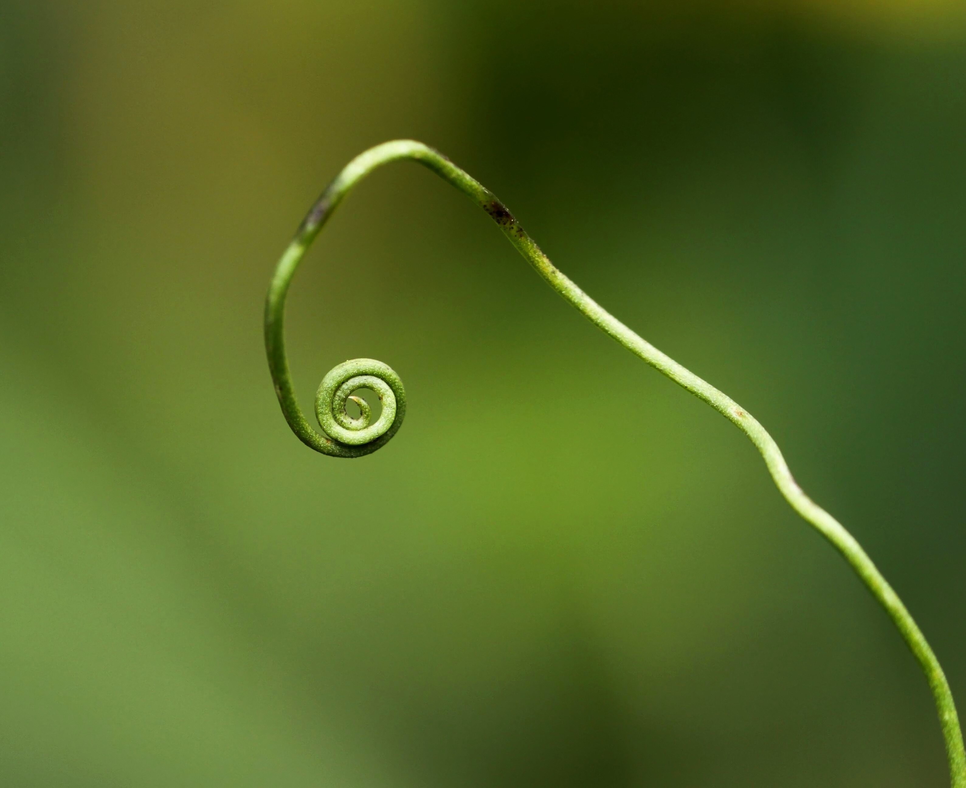 plant green forest nature wild plant forest plant 4k, HD Wallpaper