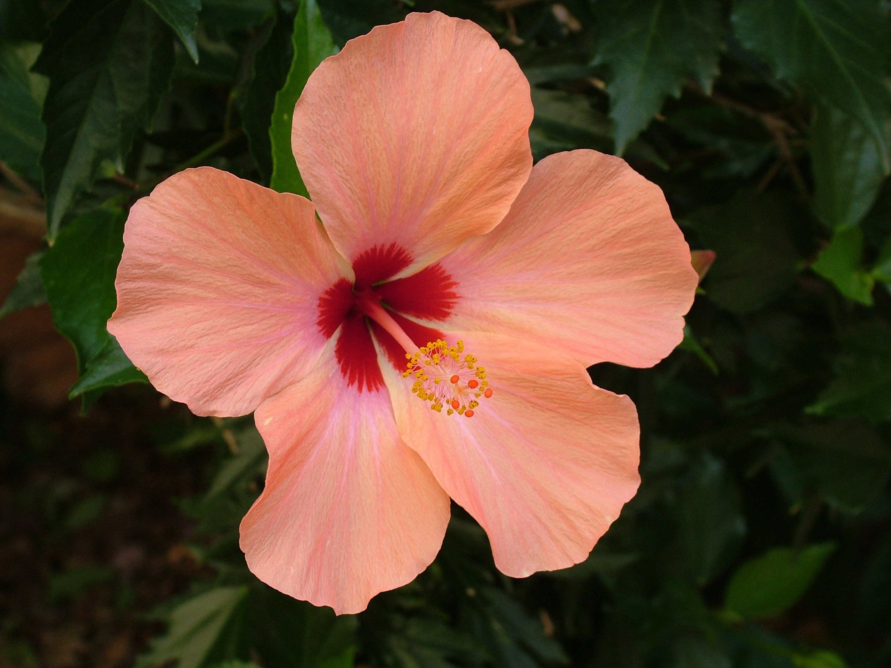 plant blossom bloom hibiscus 4k, HD Wallpaper