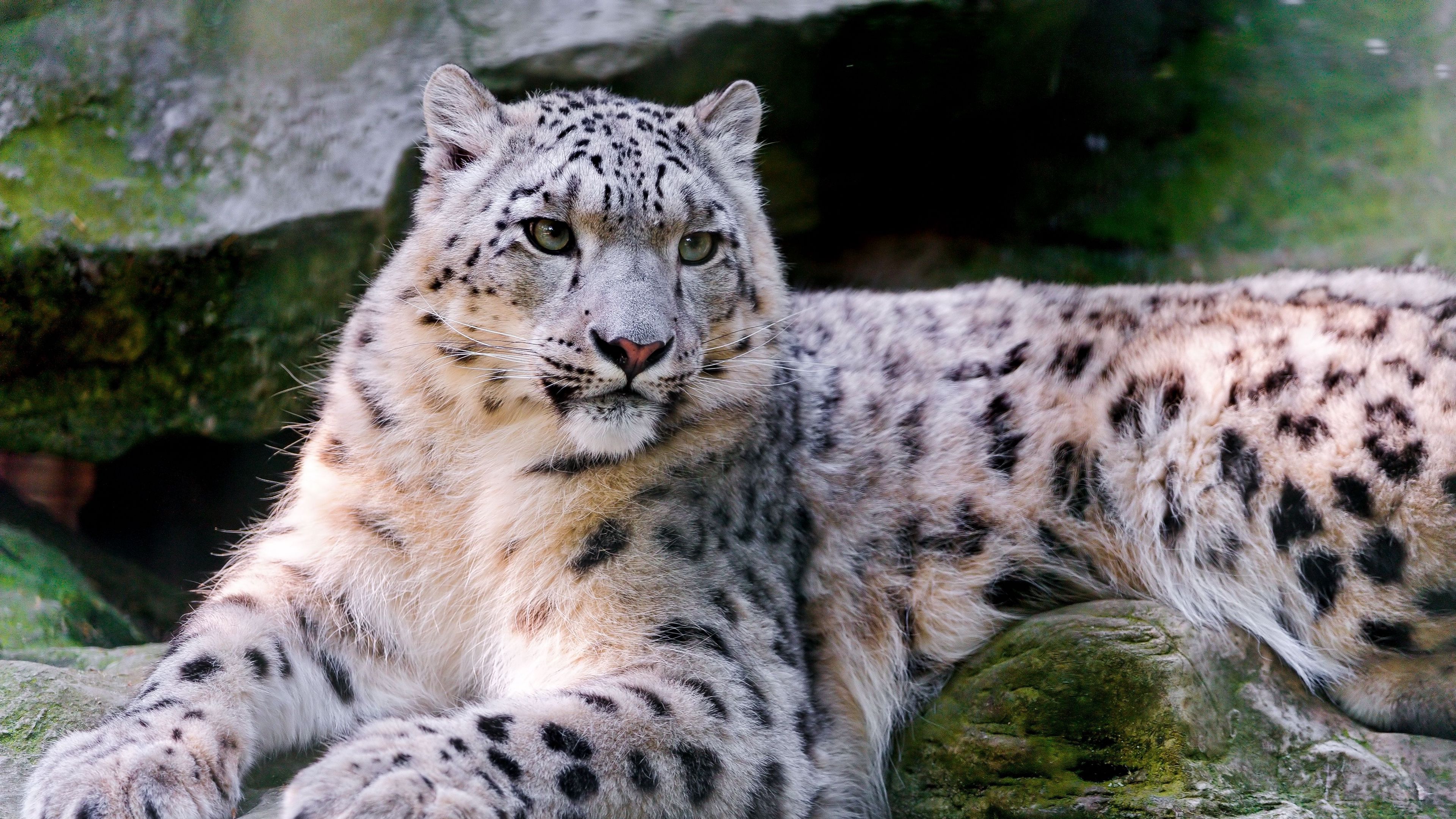 snow leopard, big cat, carnivore, lay, 4k, HD Wallpaper