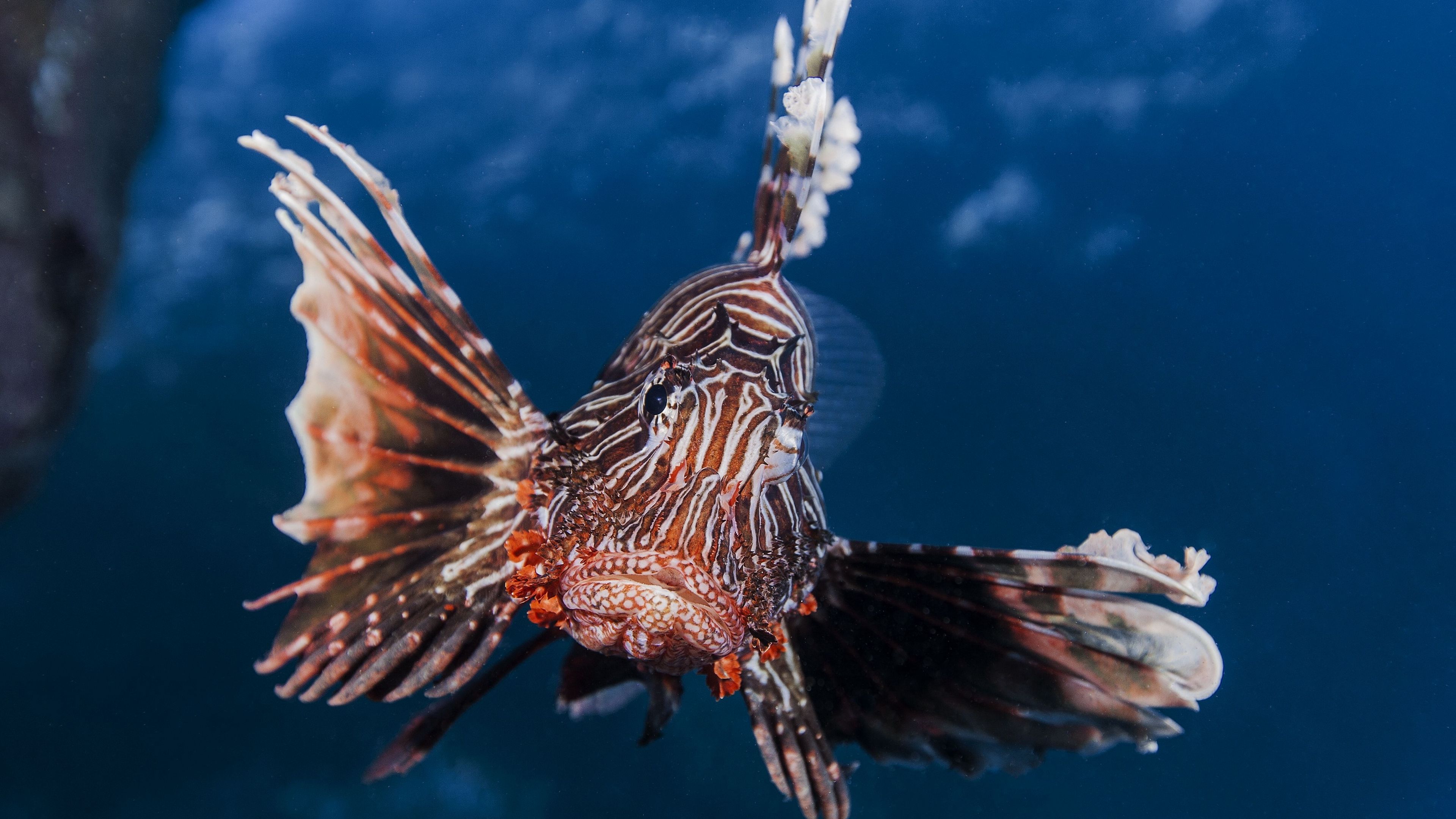 lionfish, striped lionfish, zebra fish, broadbarred firefish, 4k, HD Wallpaper