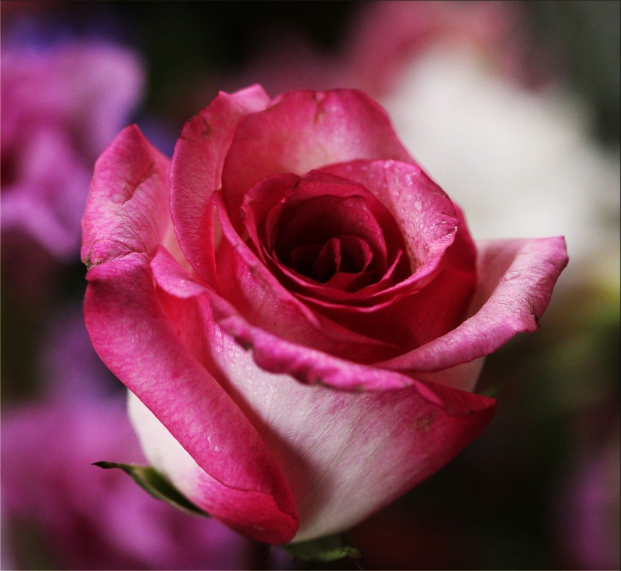 pink rose rose flower blossom romantic romance 4k, HD Wallpaper