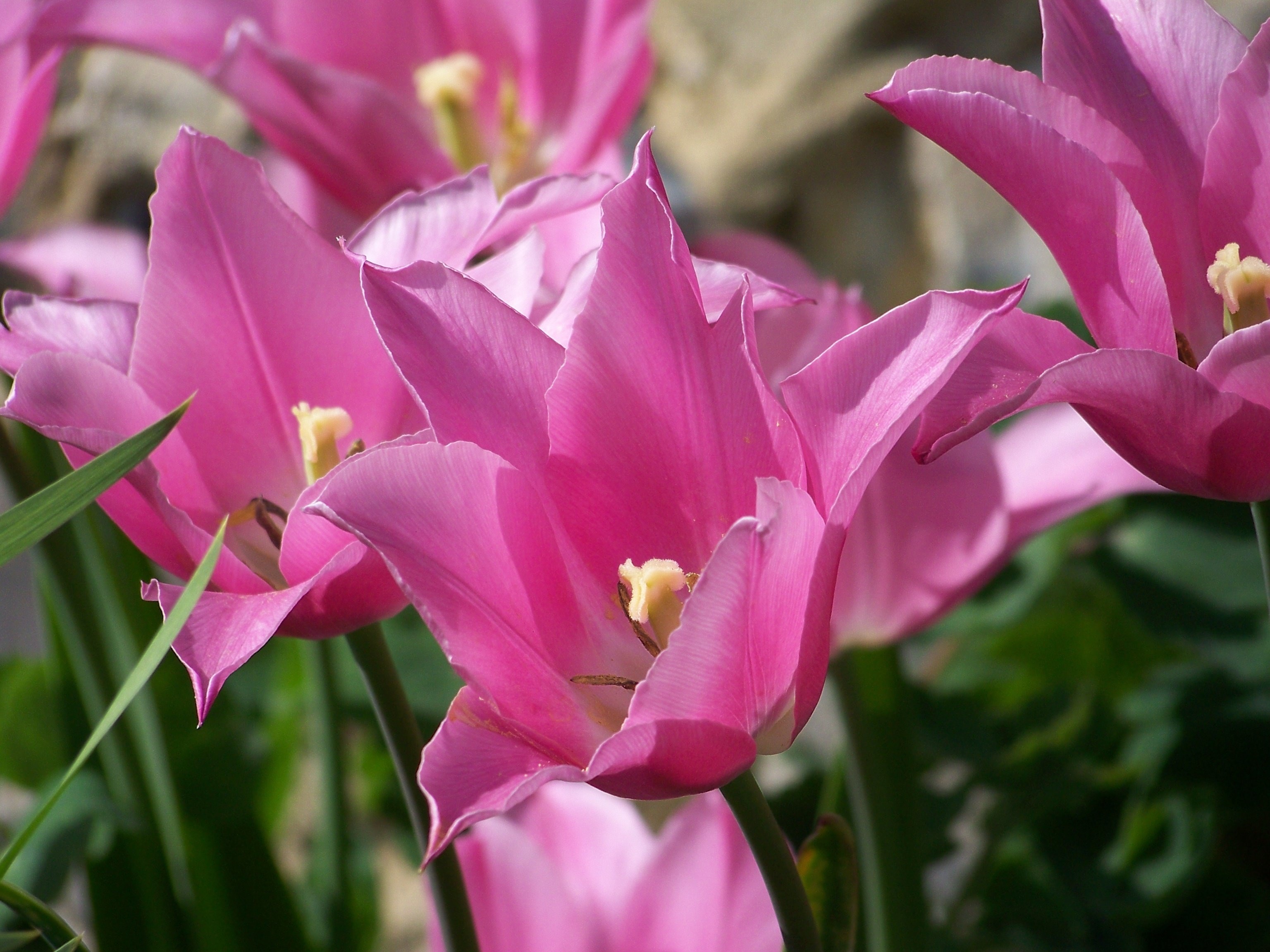pink tulip flower spring floral nature beautiful 4k, HD Wallpaper