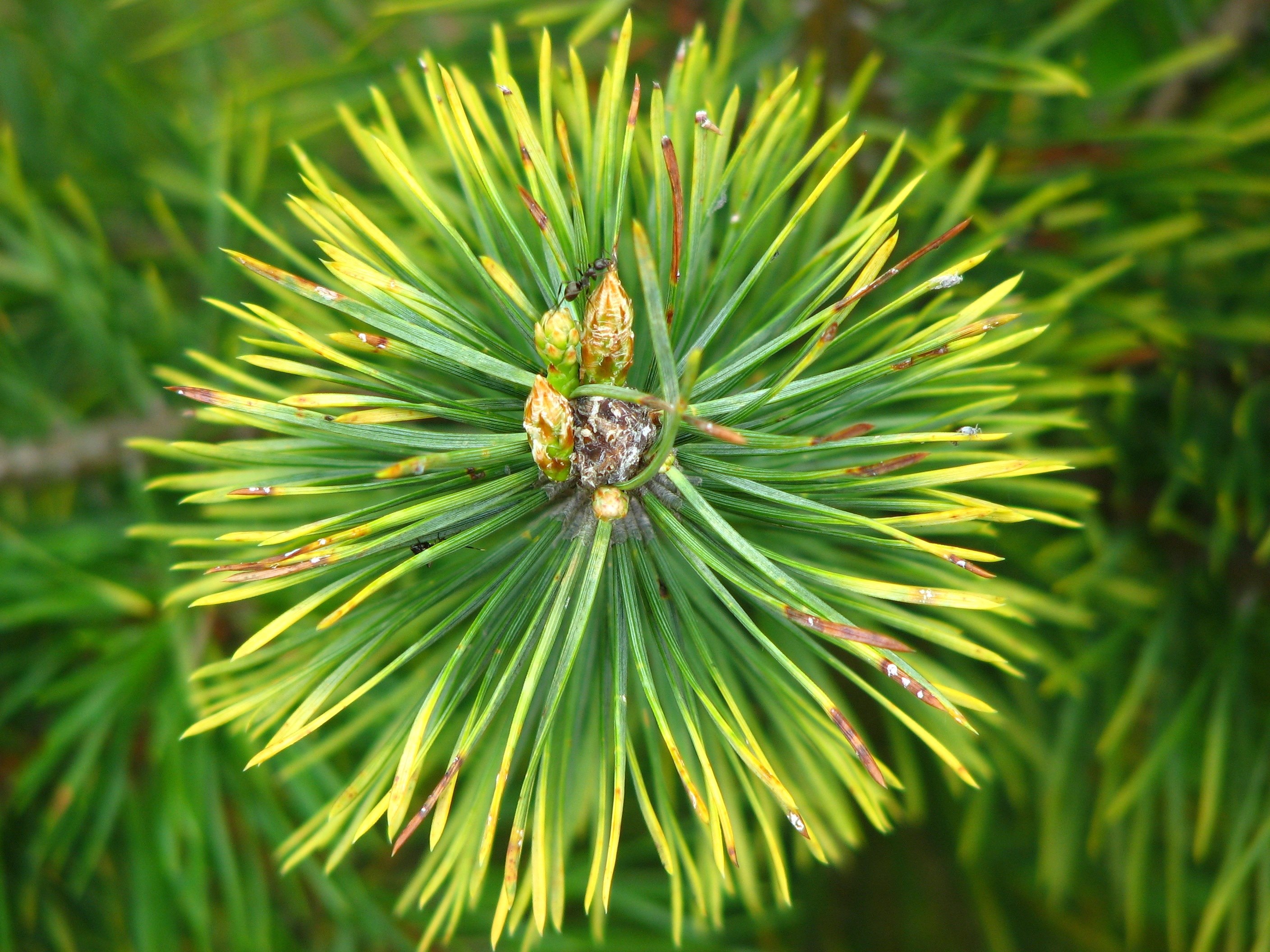 pine needles forest green pointed tree conifer 4k, HD Wallpaper