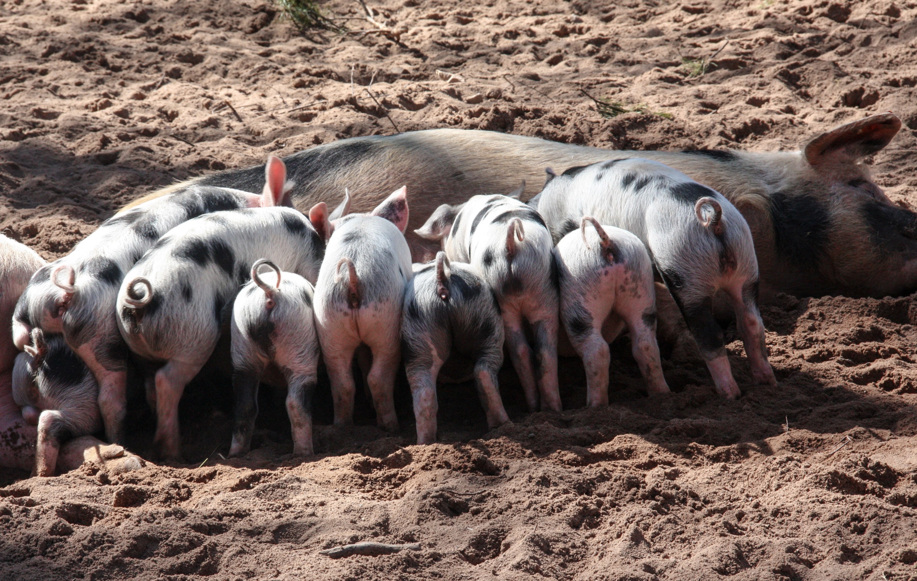 pig domestic pig suckle piglet animals pet 4k, HD Wallpaper
