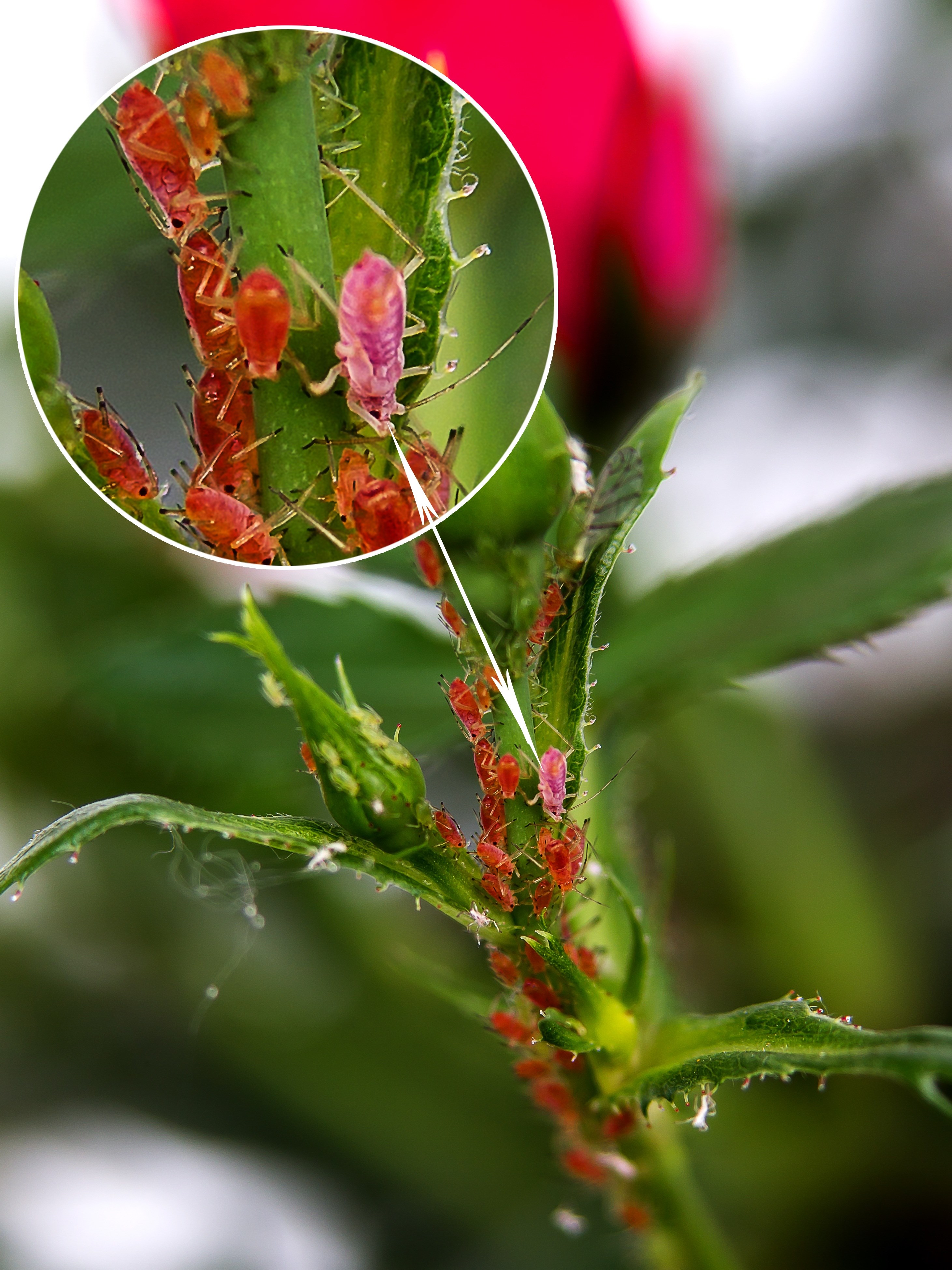 pest louse vermin fighting lice infestation aphid 4k, Phone HD Wallpaper