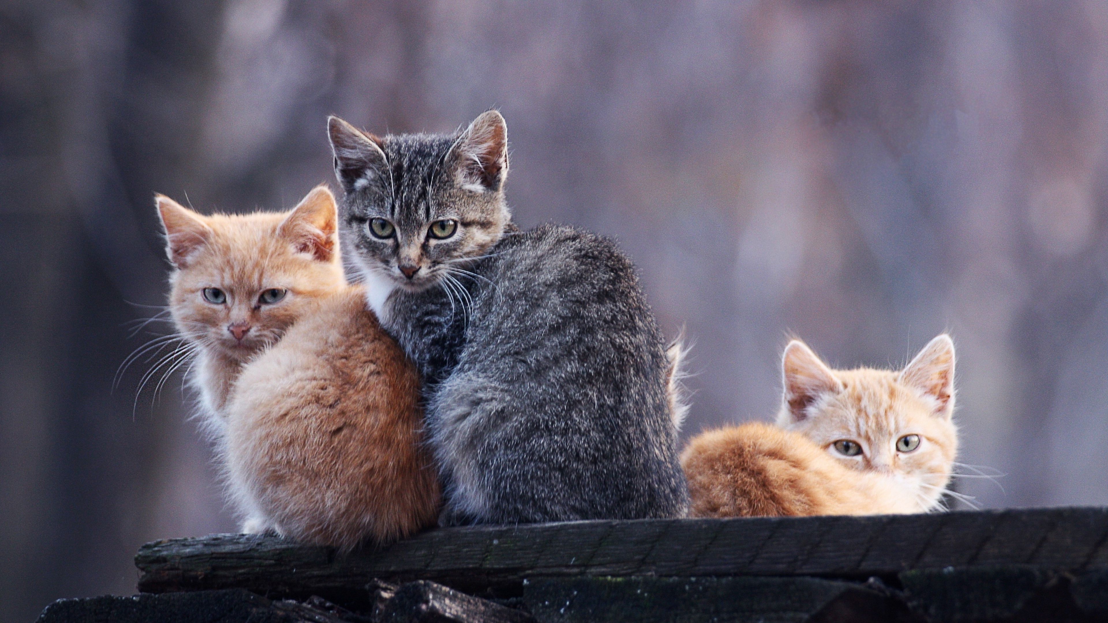 kittens, three, down, stay, 4k, HD Wallpaper