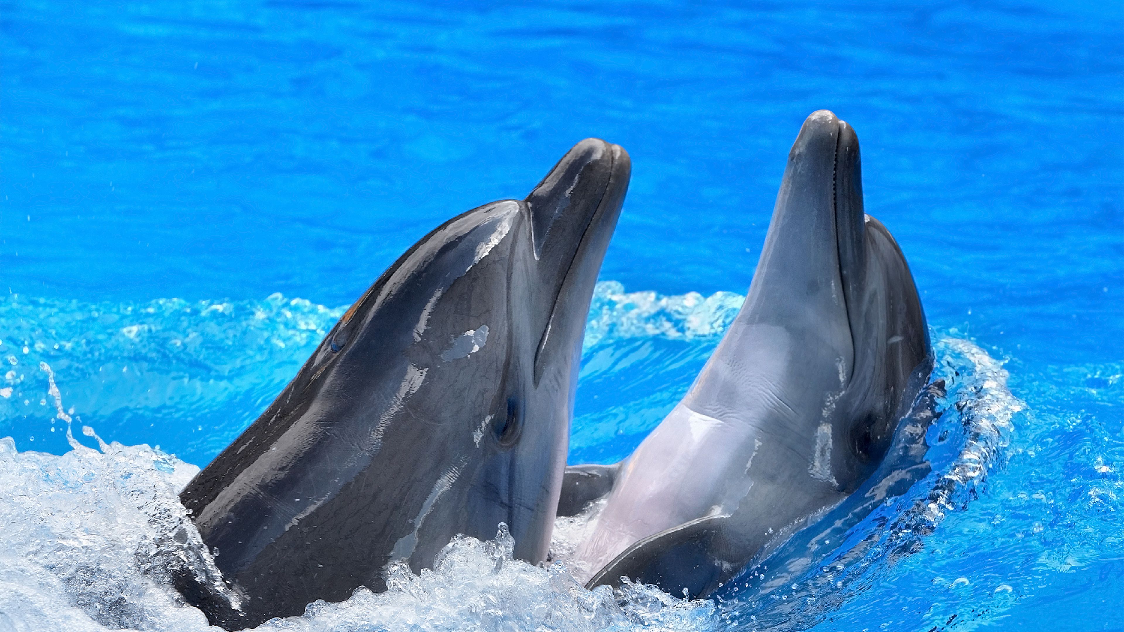 dolphins, steam, water, spray, 4k, HD Wallpaper