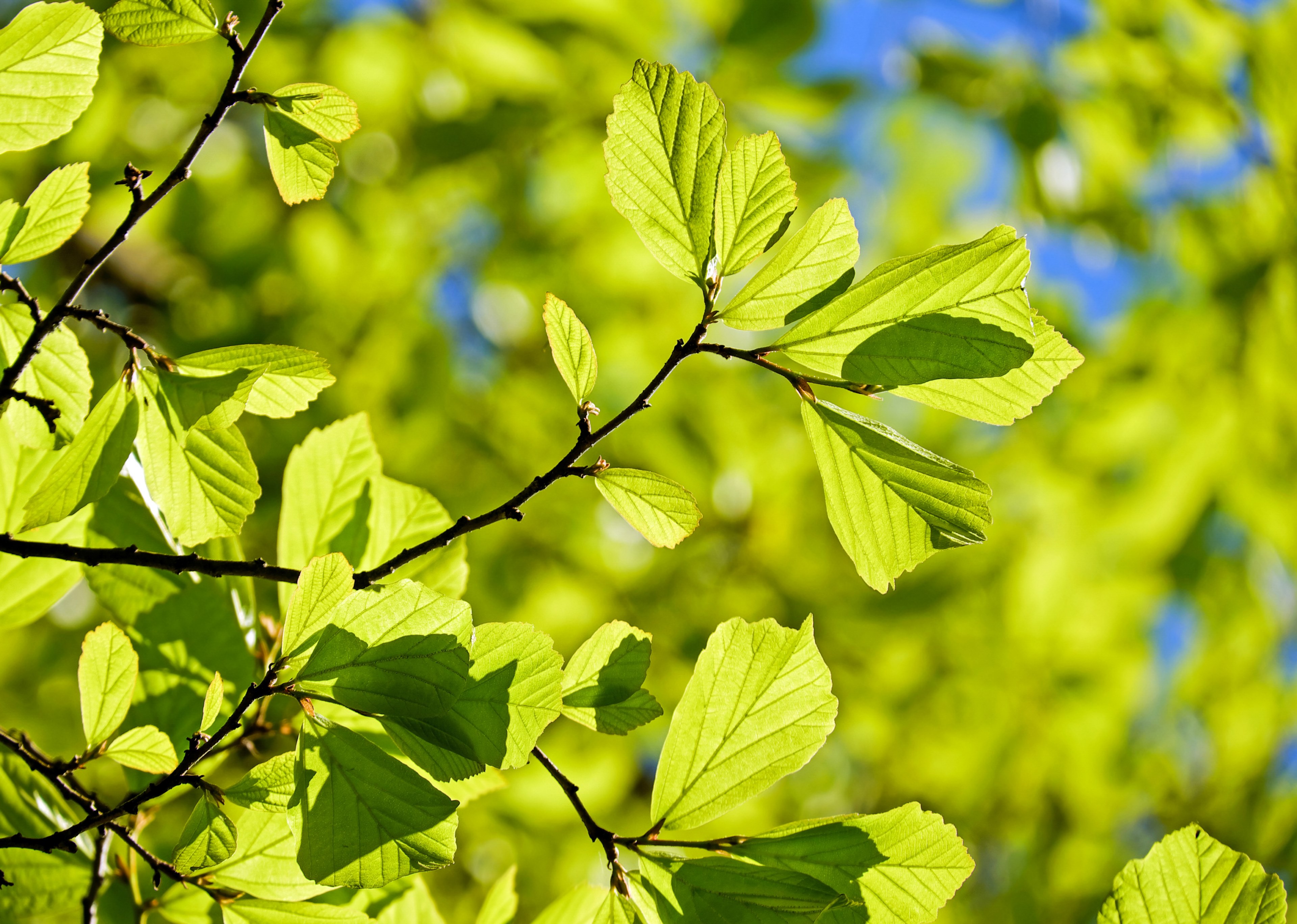 persian oak wood parrotia persica leaves tree 4k, HD Wallpaper