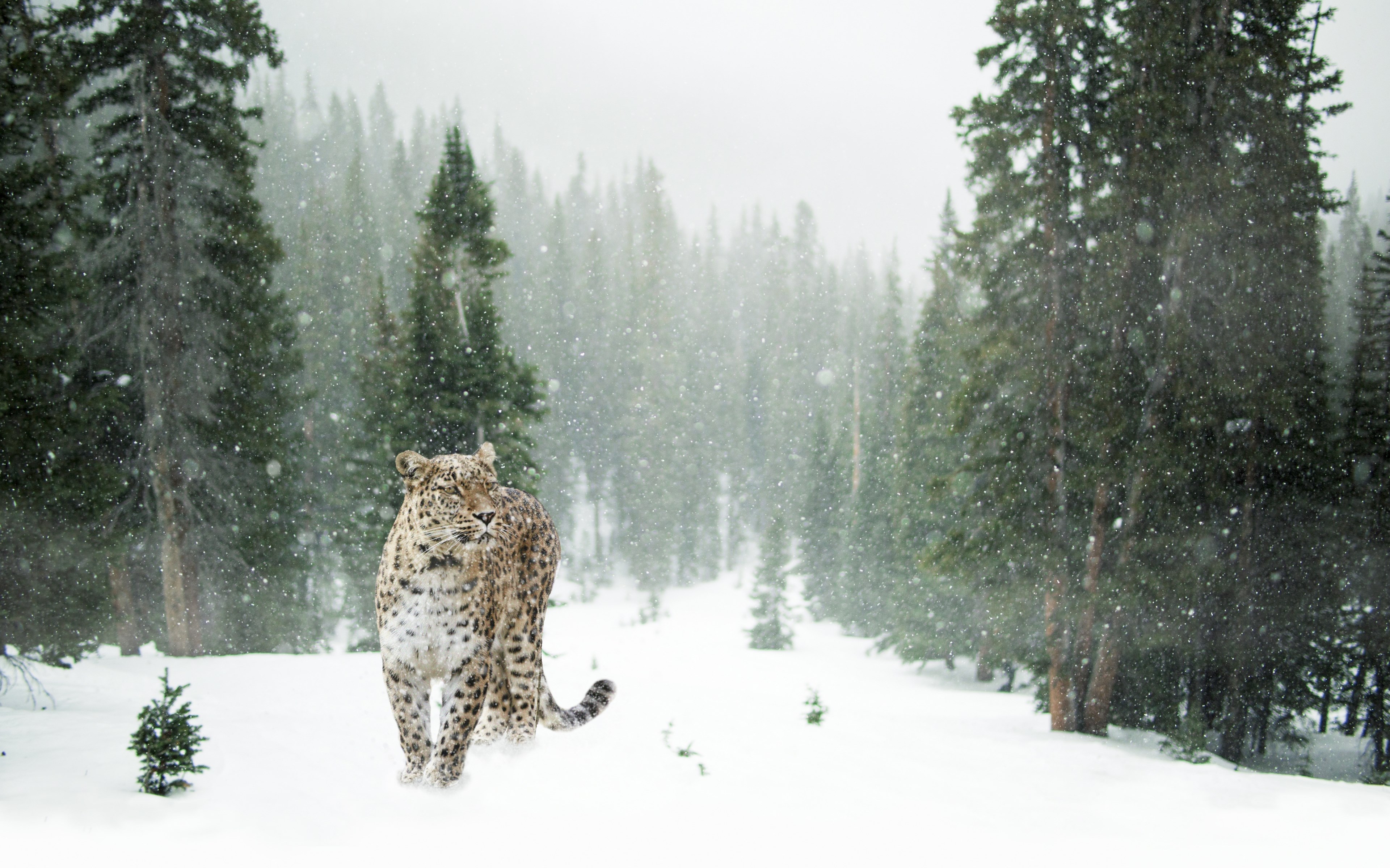 persian leopard leopard snow winter 4k, HD Wallpaper