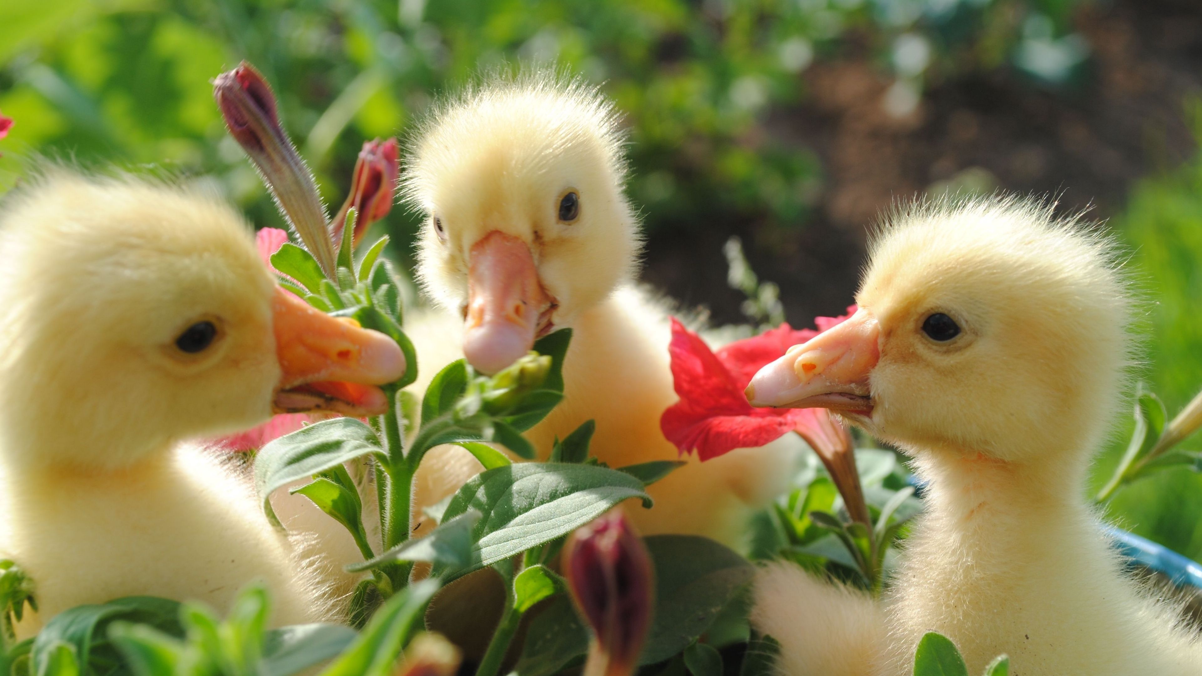 ducks, flowers, food, bill, 4k, HD Wallpaper